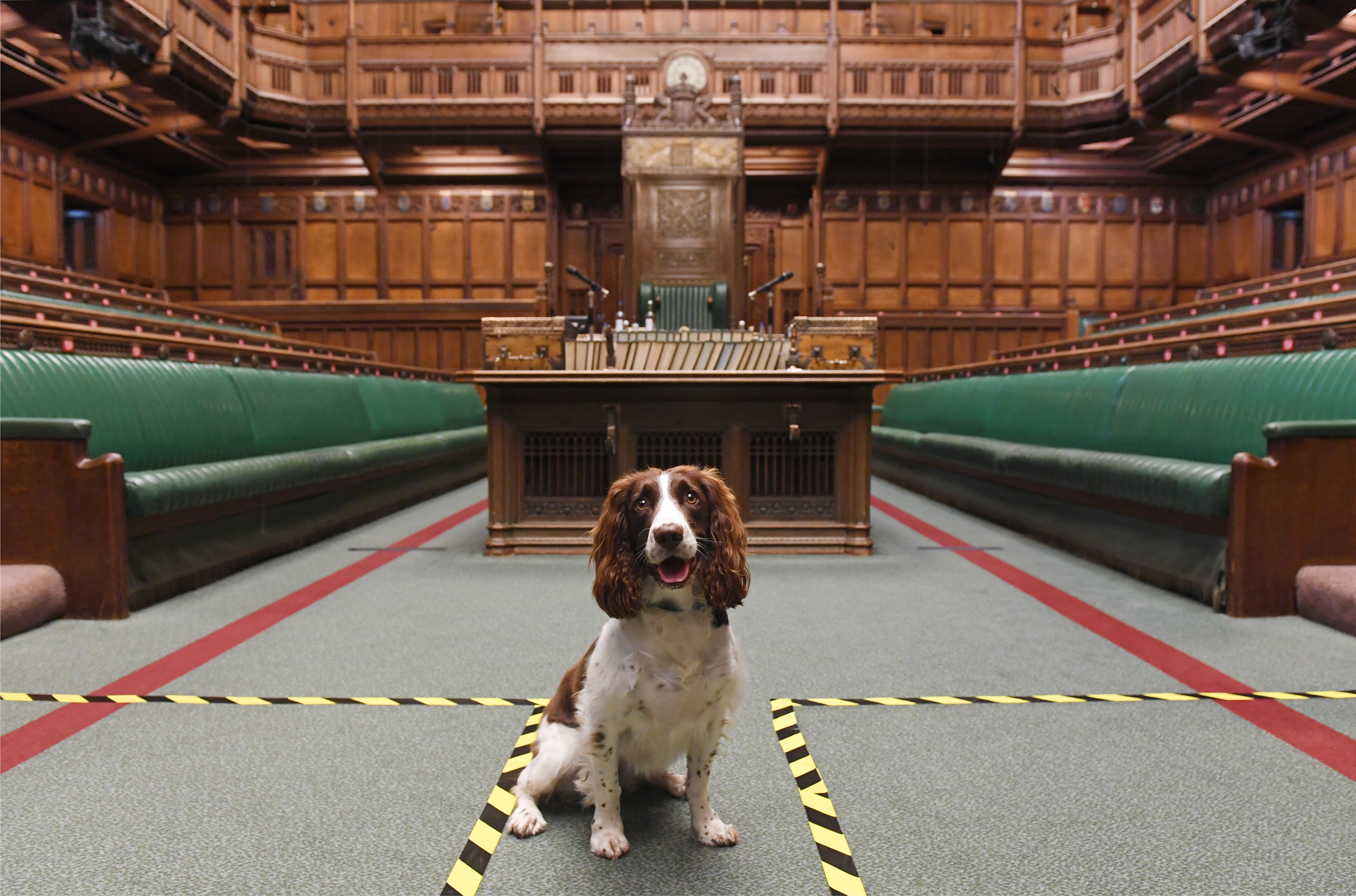 Five-year-old Poppy in the Commons