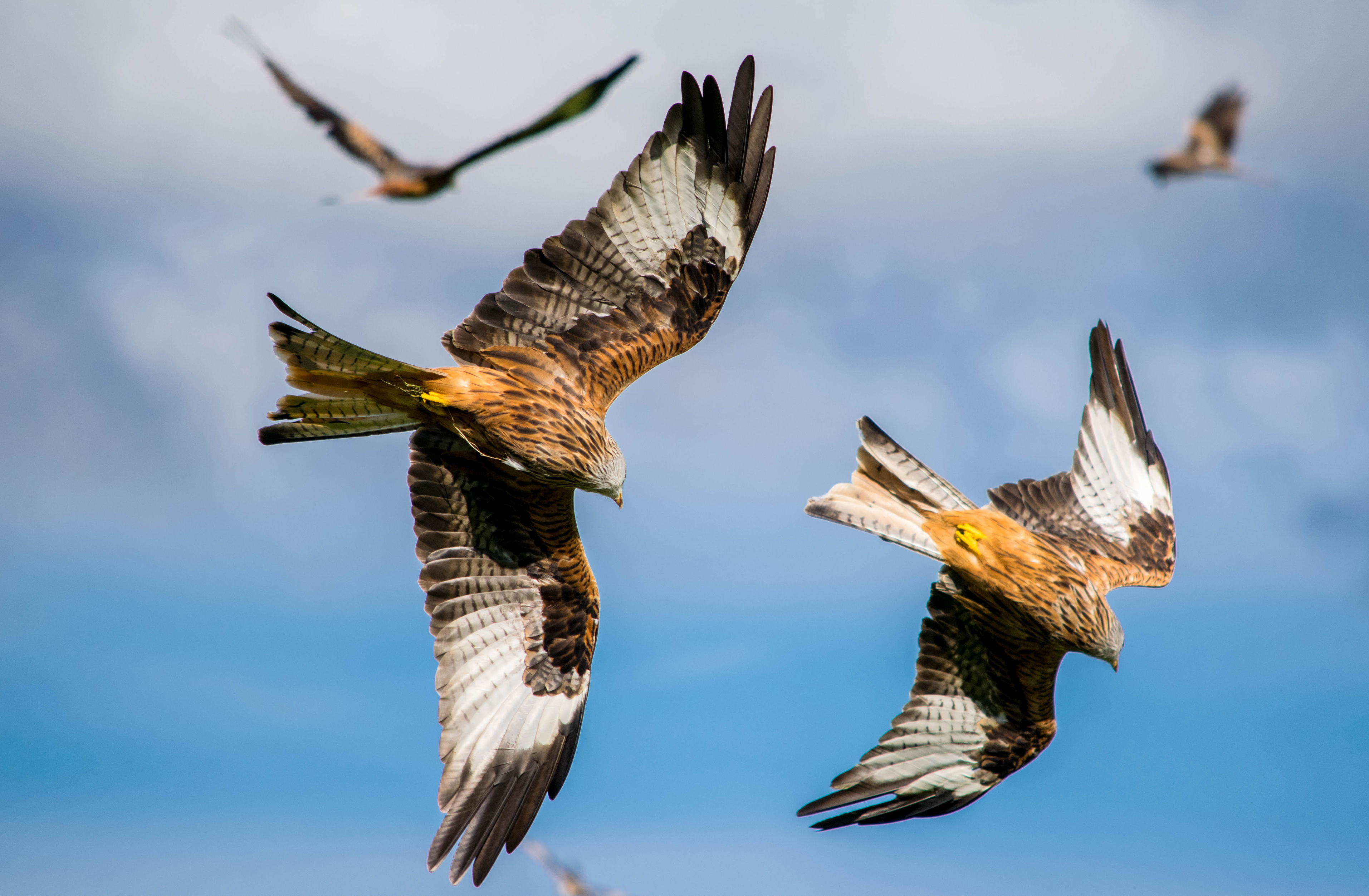 red kites flying