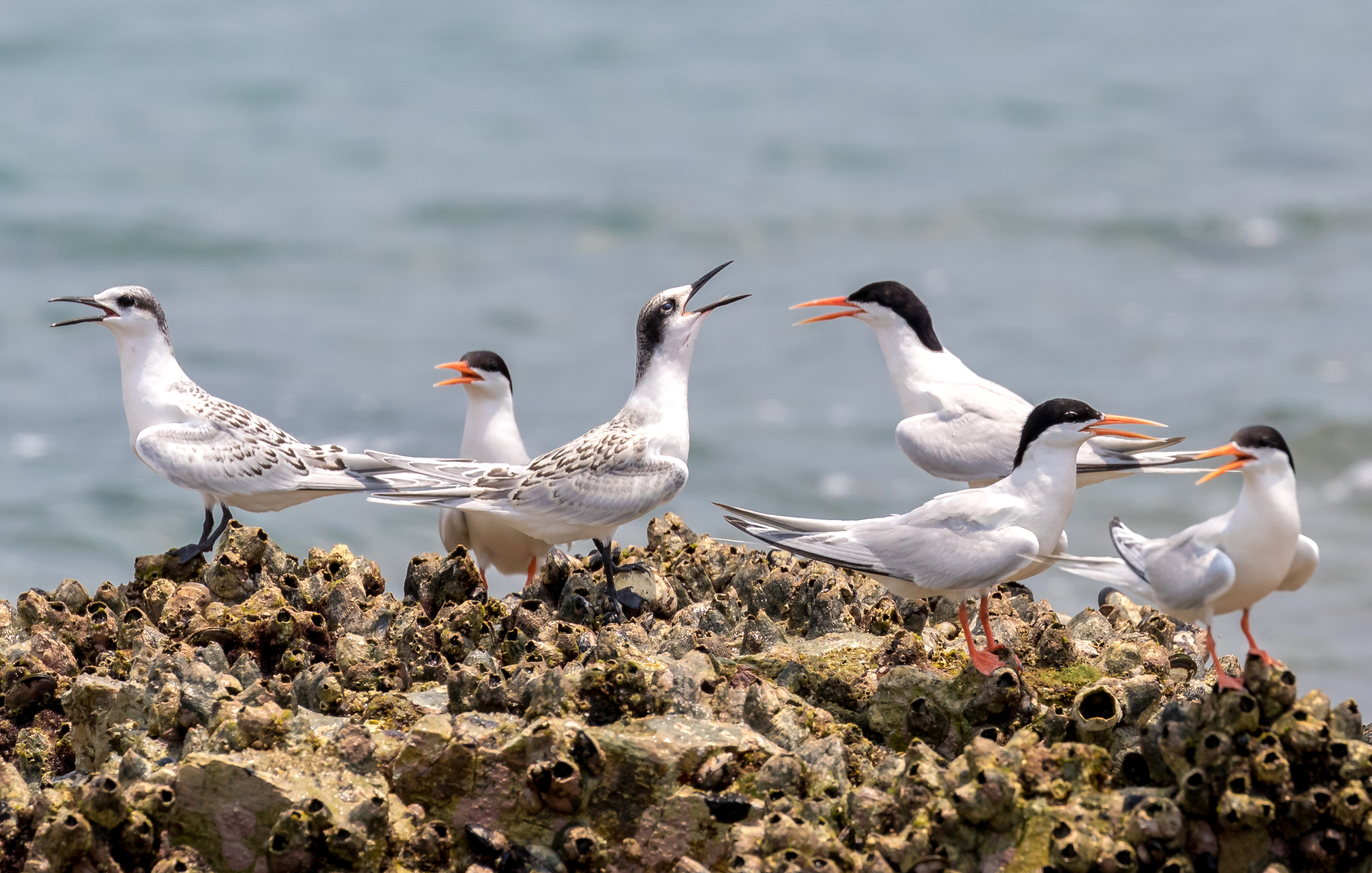 Roseate Tern