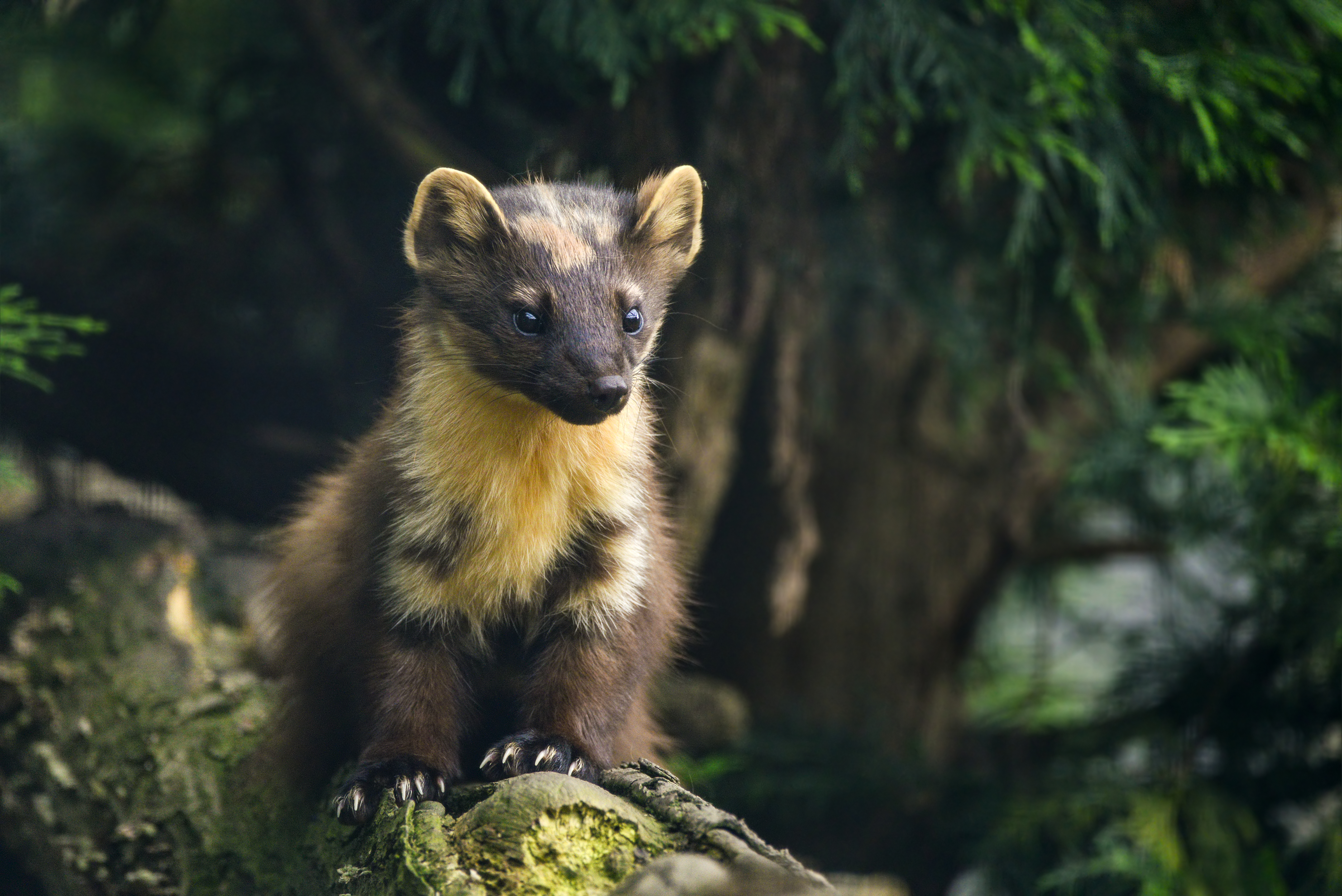 pine marten