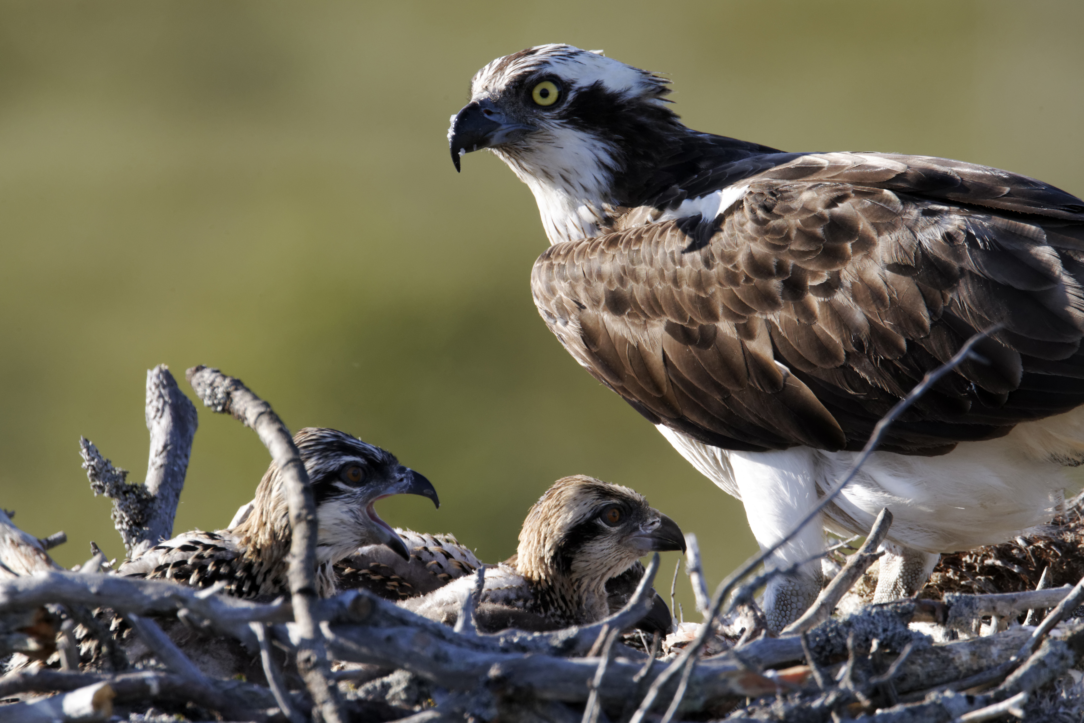 Osprey