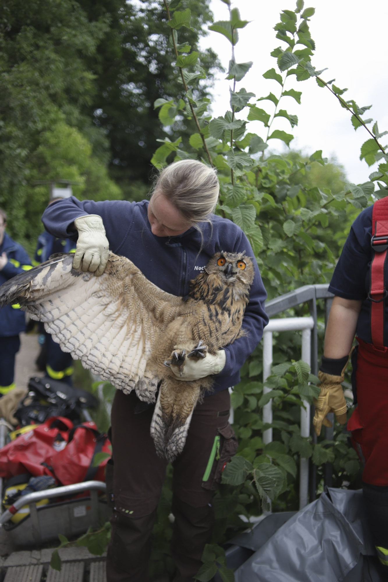 A member of a voluntary fire brigade holds a young owl after the rescue of the animal from the bottom of an old well