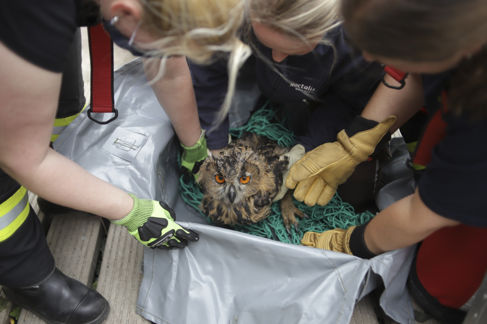 Members of a voluntary fire brigade hold a young owl after the rescue of the animal from the bottom of an old well