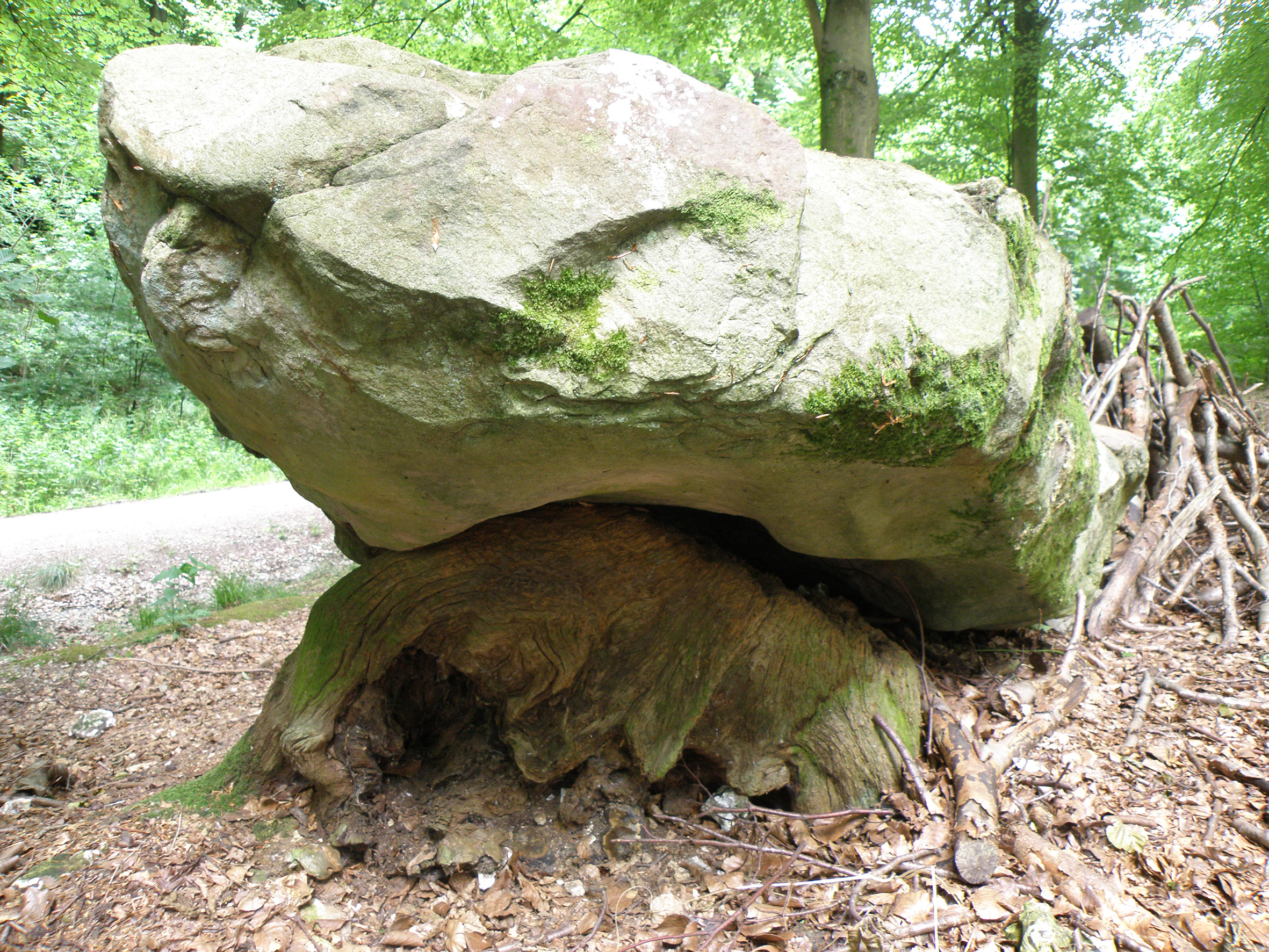 A large sarsen stone at West Woods, the probable source area for most sarsens used to construct Stonehenge