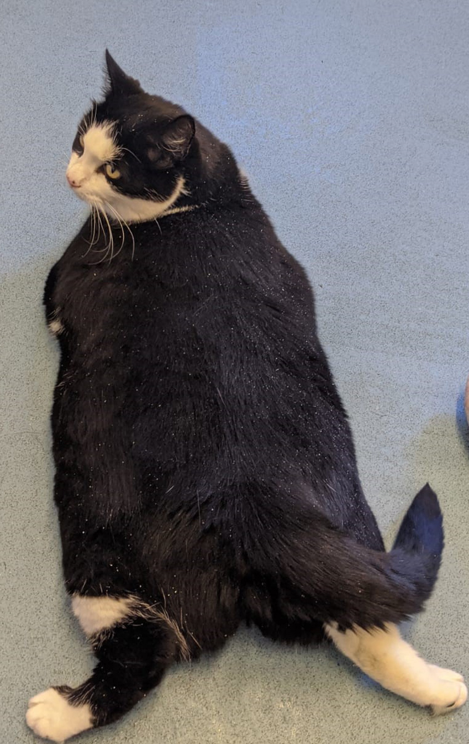 Animal Charity Sends Weight Warning After Cat Tips Scales At 24lb The Irish News