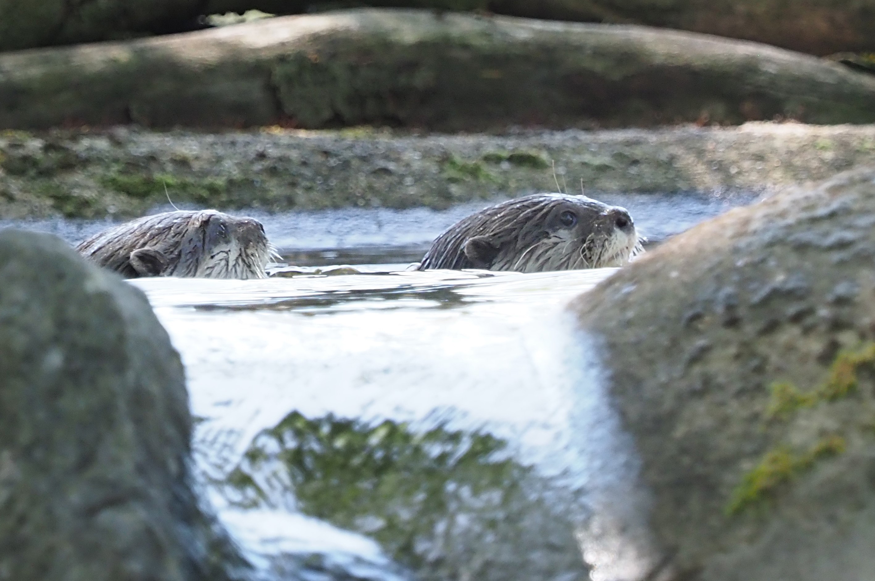 Two otters at ZSL Whipsnade Zoo