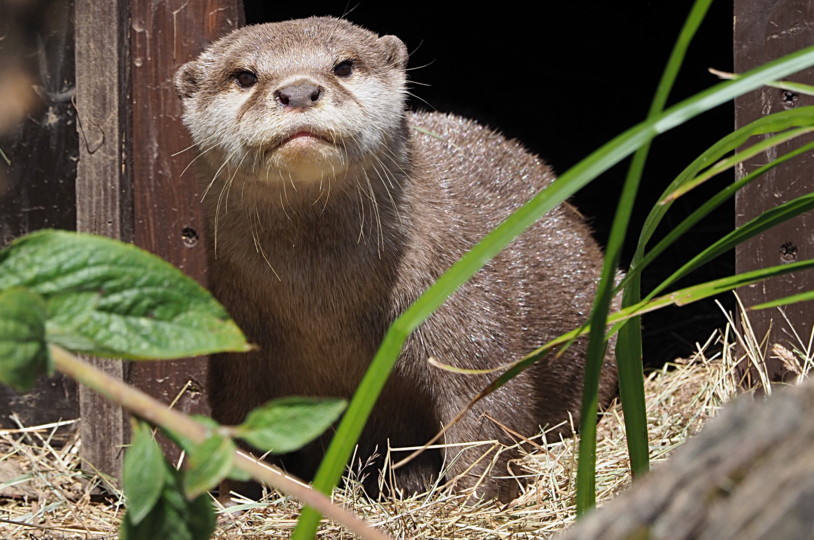 An otter at ZSL Whipsnade Zoo