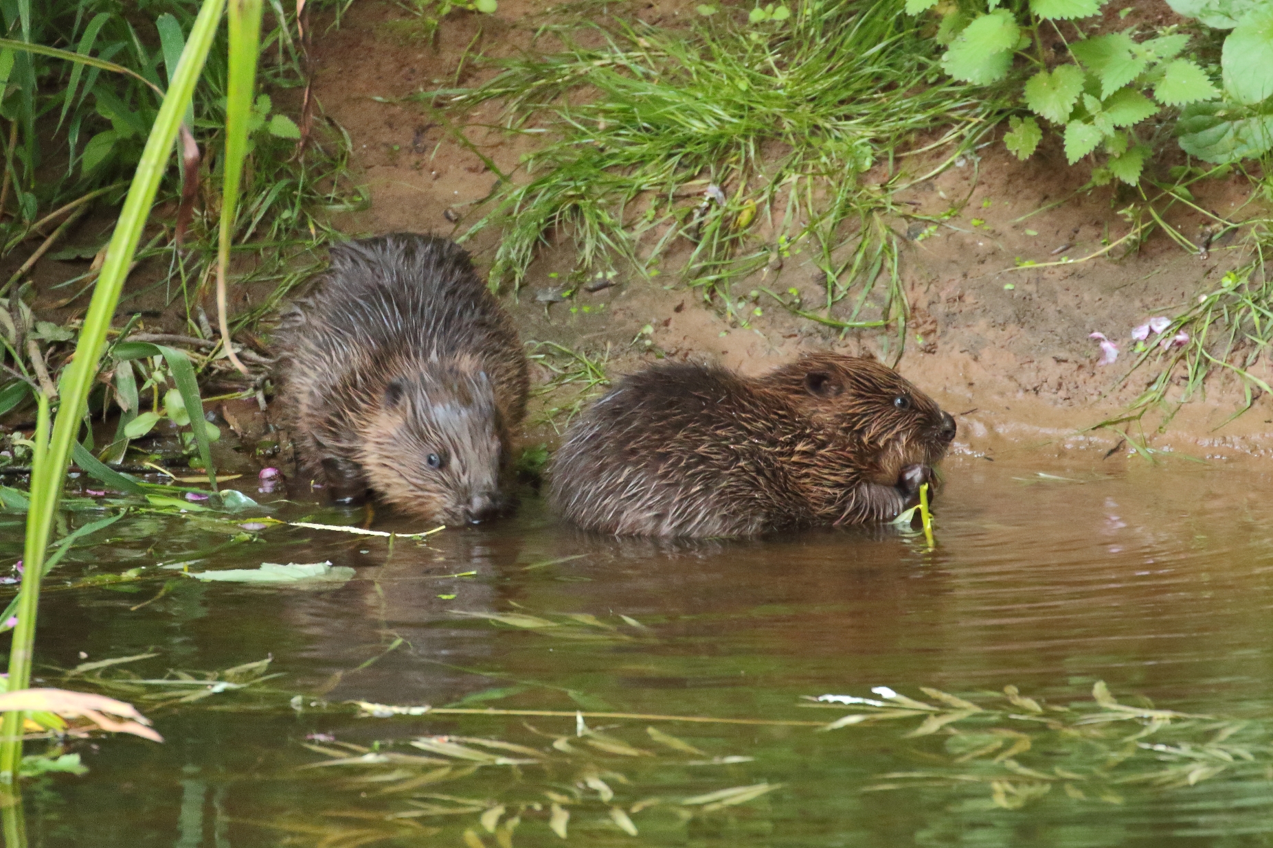 The beavers have been breeding successfully for years on the river (Mike Symes/Devon Wildlife Trust/PA)