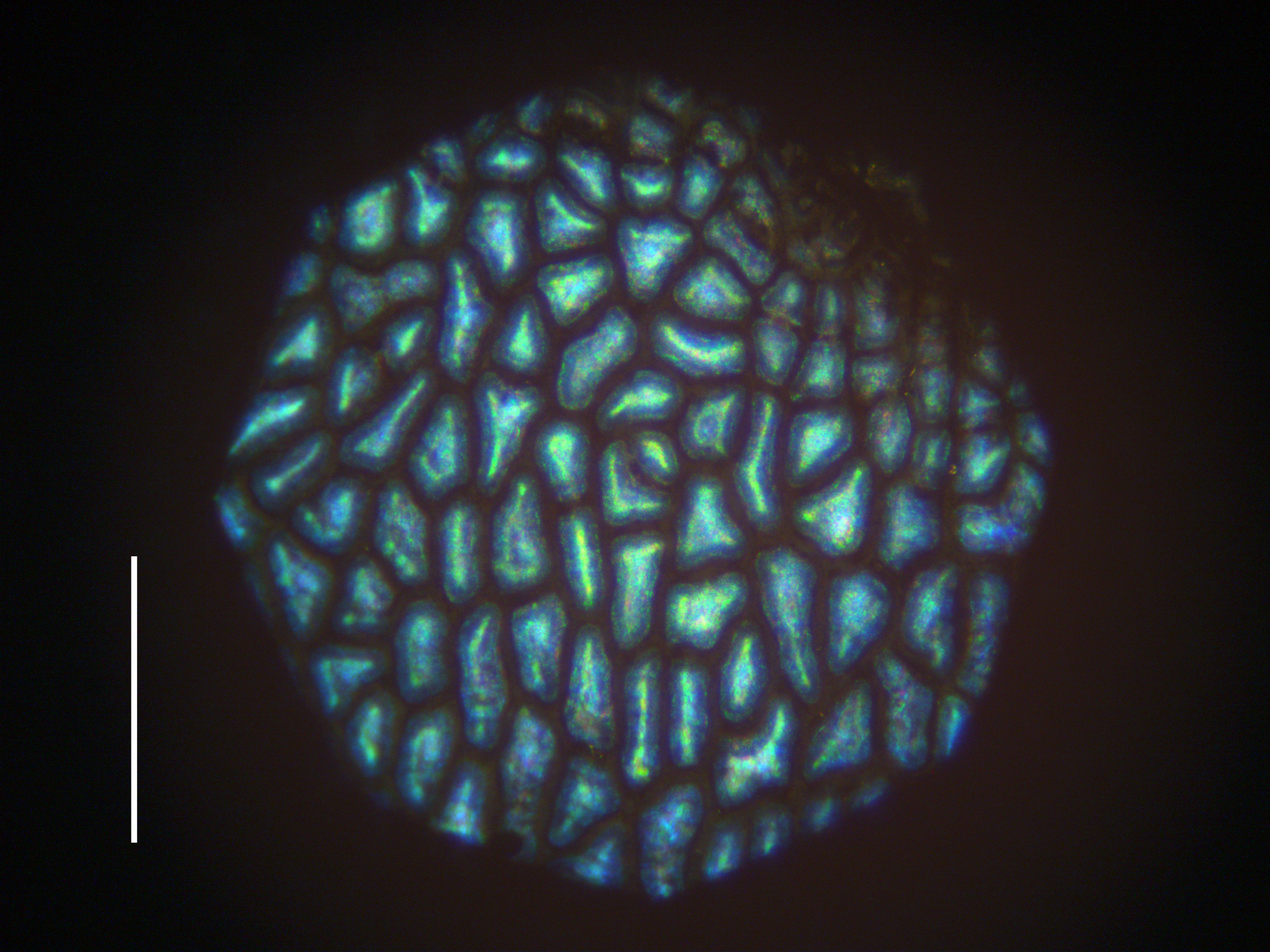 A microscopic look at the fruit's surface in reflected light