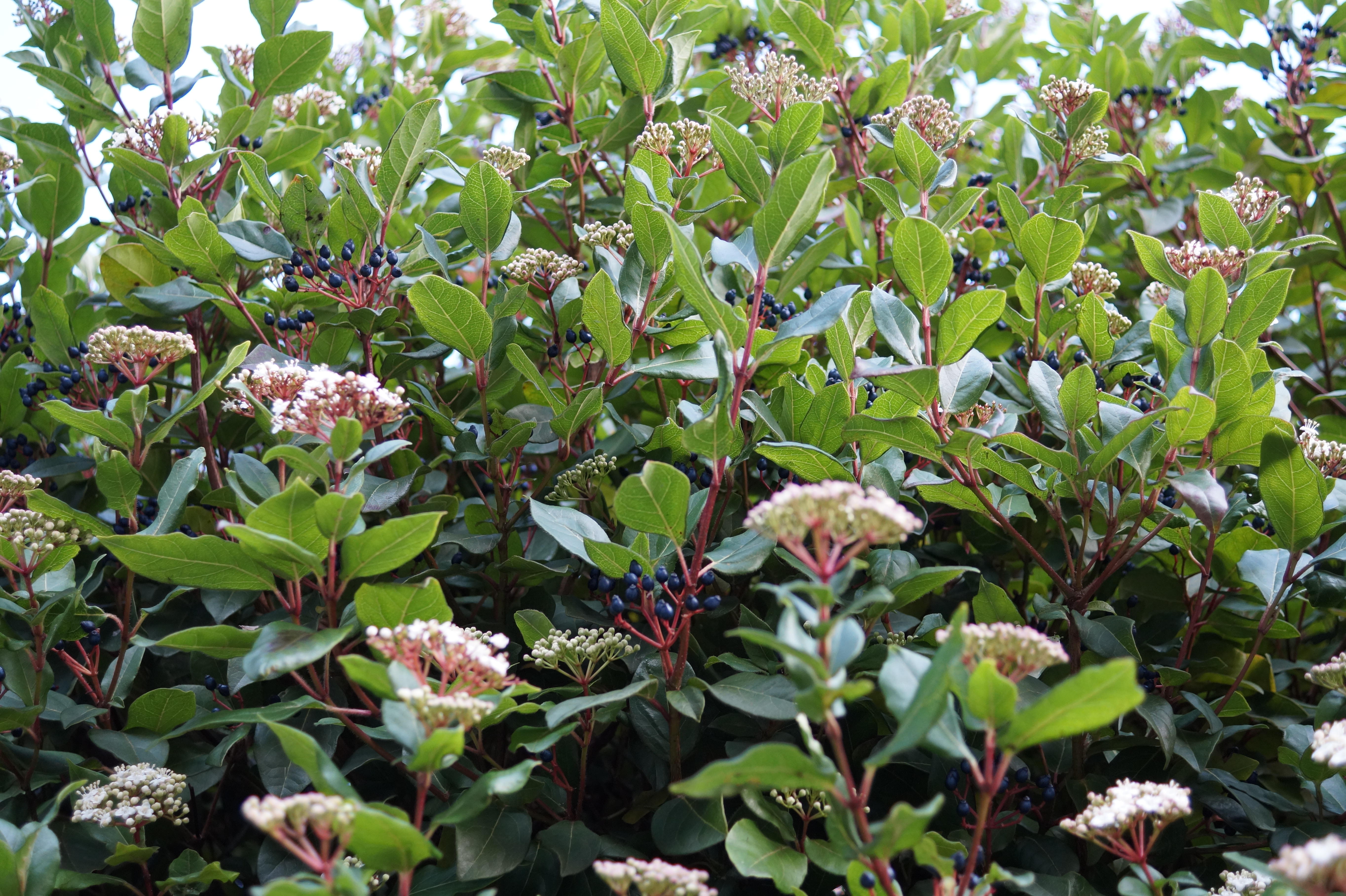 Viburnum tinus, a common shrub widespread across the UK