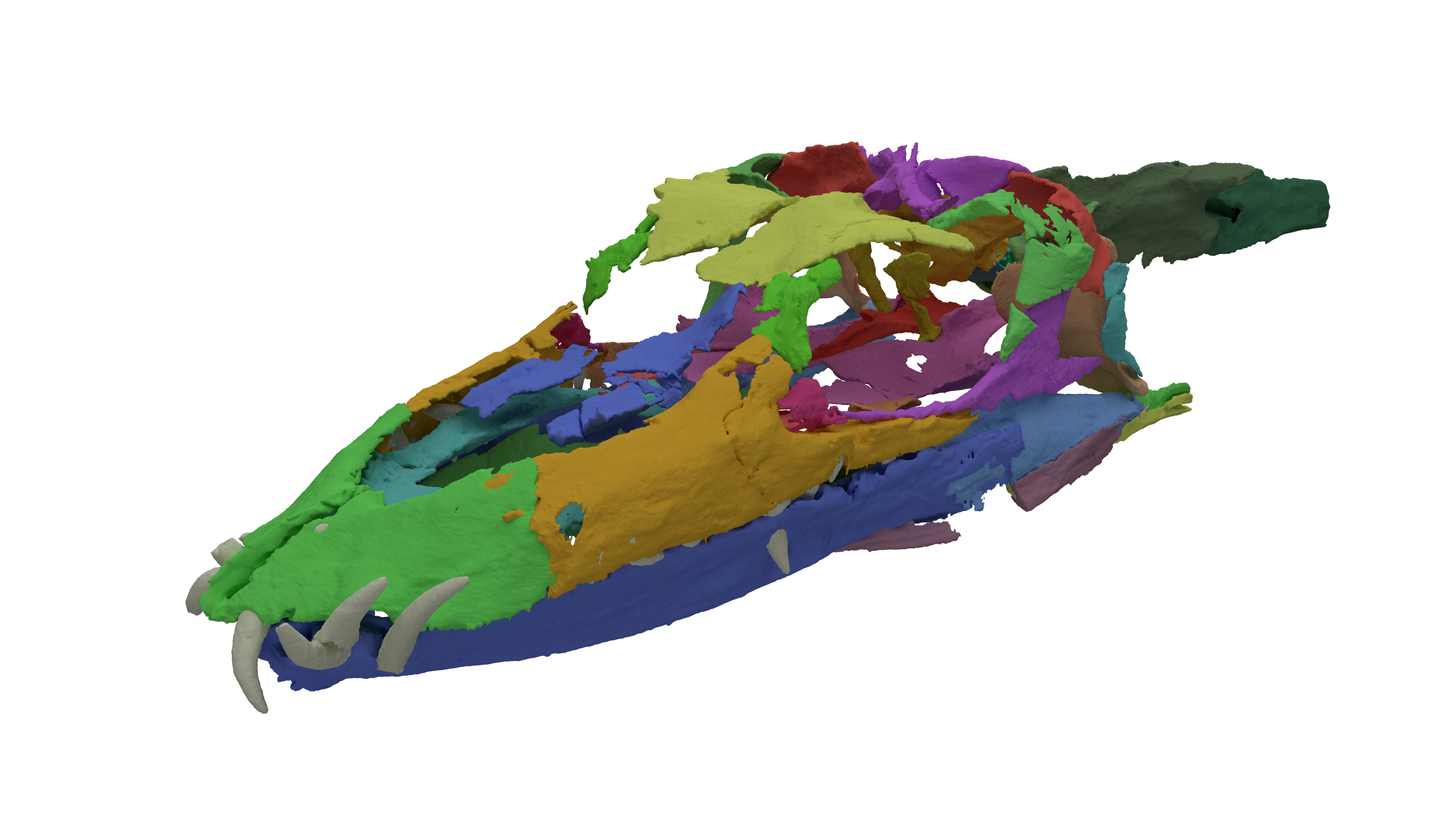 The digitally reconstructed skull of Tanystropheus
