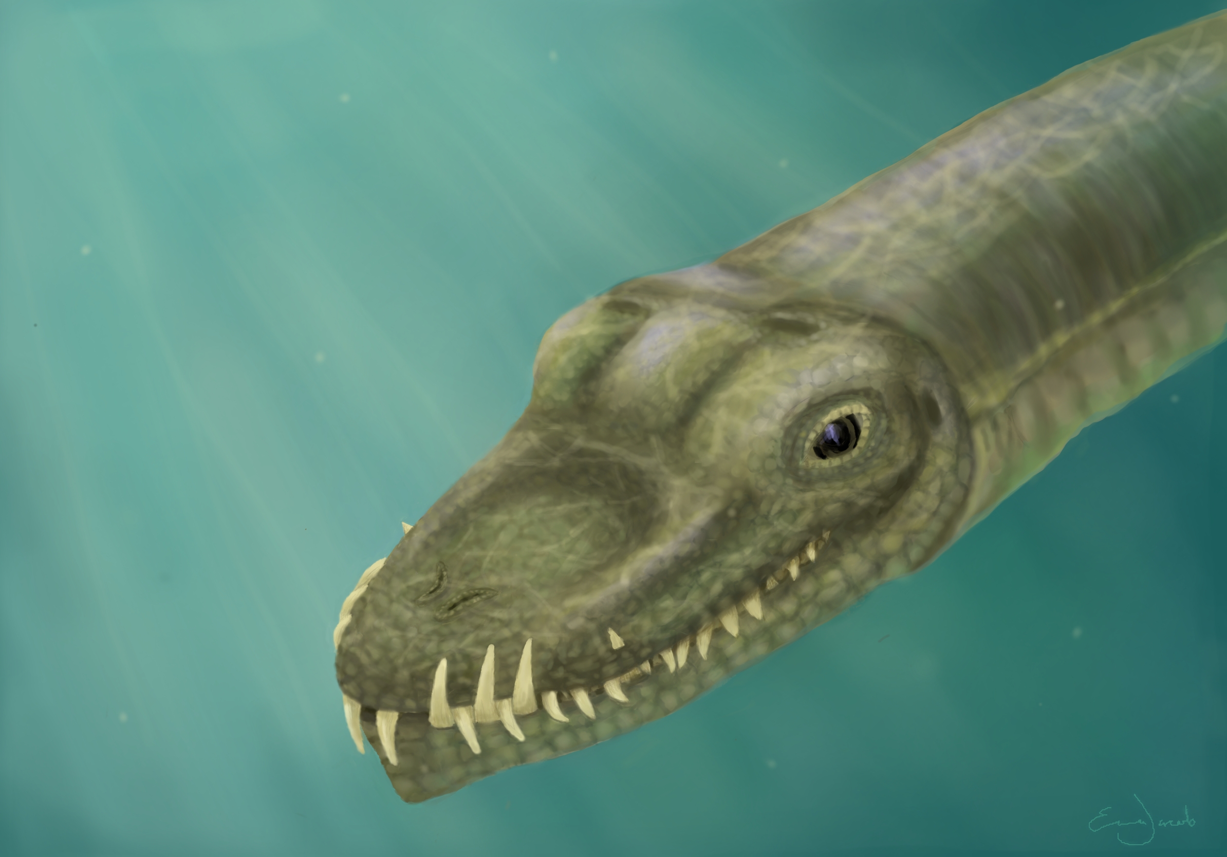 Tanystropheus's nostrils located on the top of the snout and curved teeth were adapted for catching slippery prey