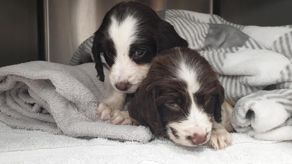 Puppies who were found abandoned