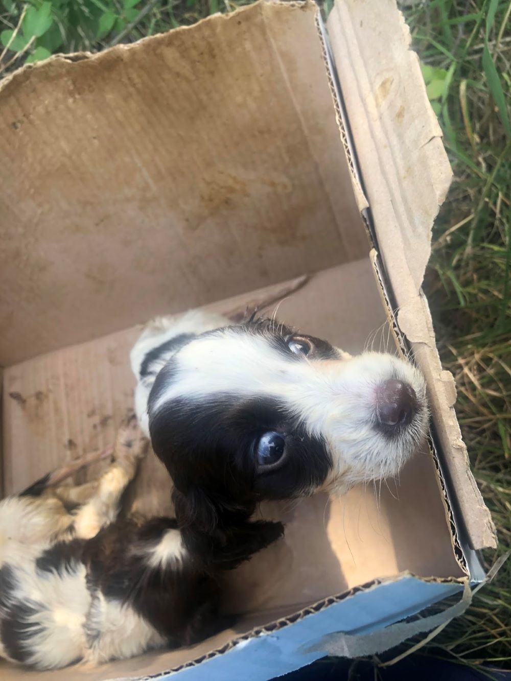 Spaniel puppy who was found abandoned in a box in Rochford, Essex 