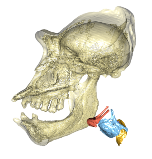 Gorilla skull and larynx