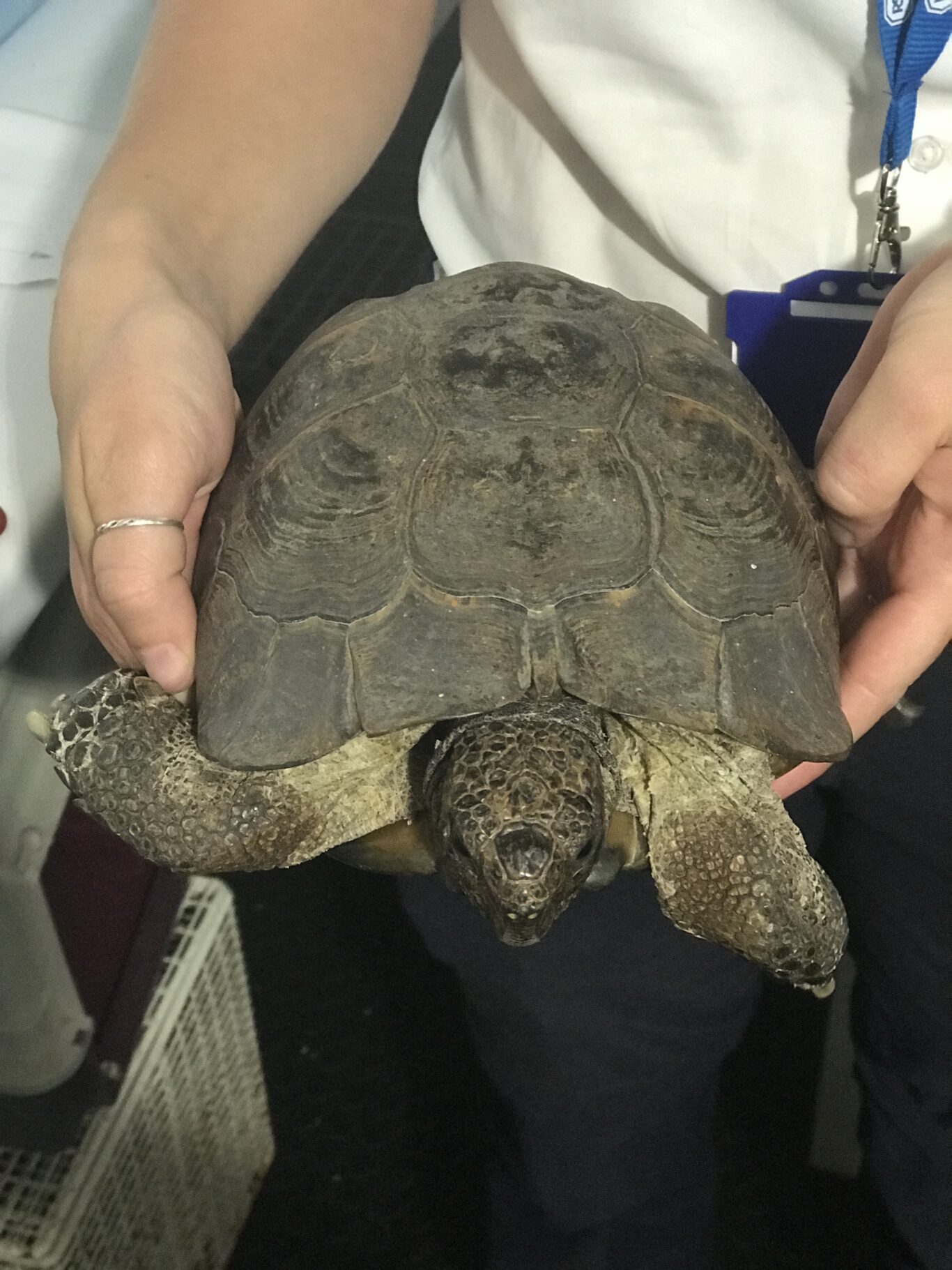 Tortoise who loves headbutting shoes reunited with owners of 50 years ...