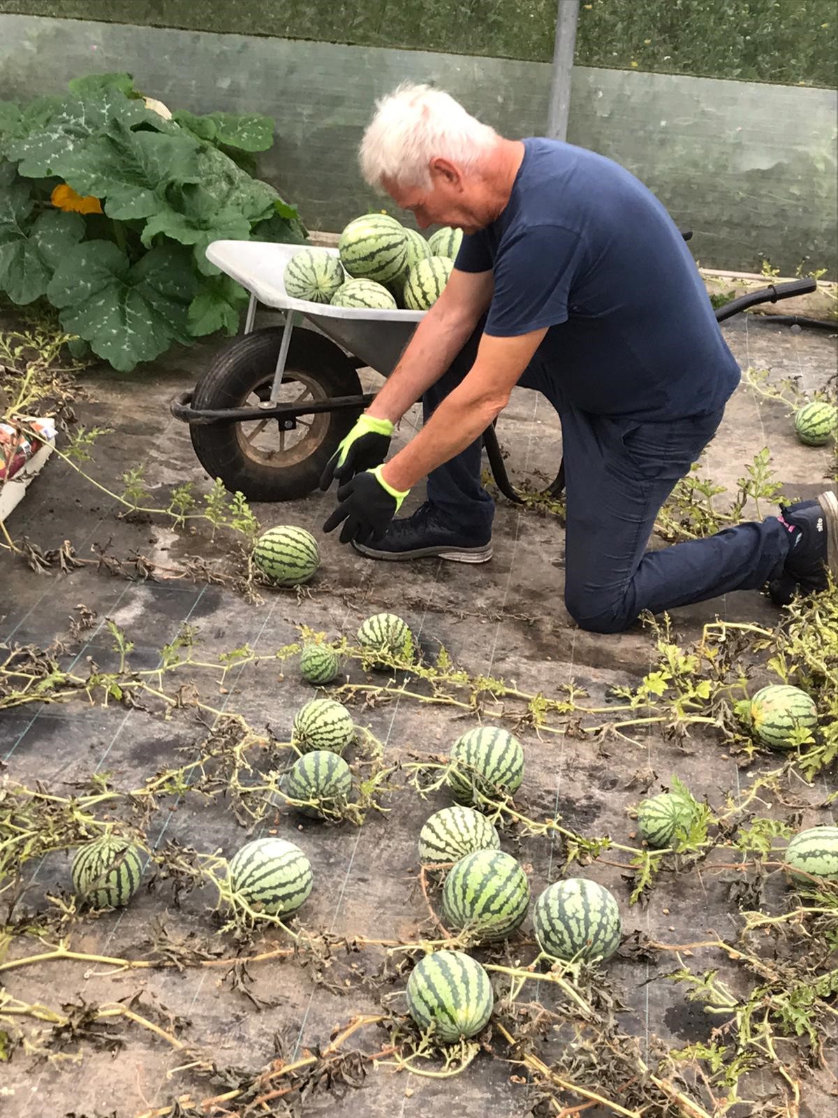 Melon harvesting supervisor Paul Mondey picking the watermelons, which have grown larger than normal due to the heat. (Tesco/ PA)