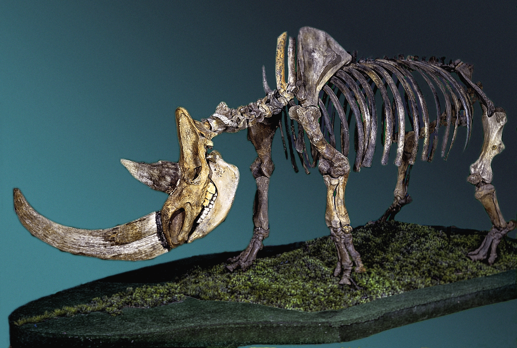 A woolly rhinoceros skeleton