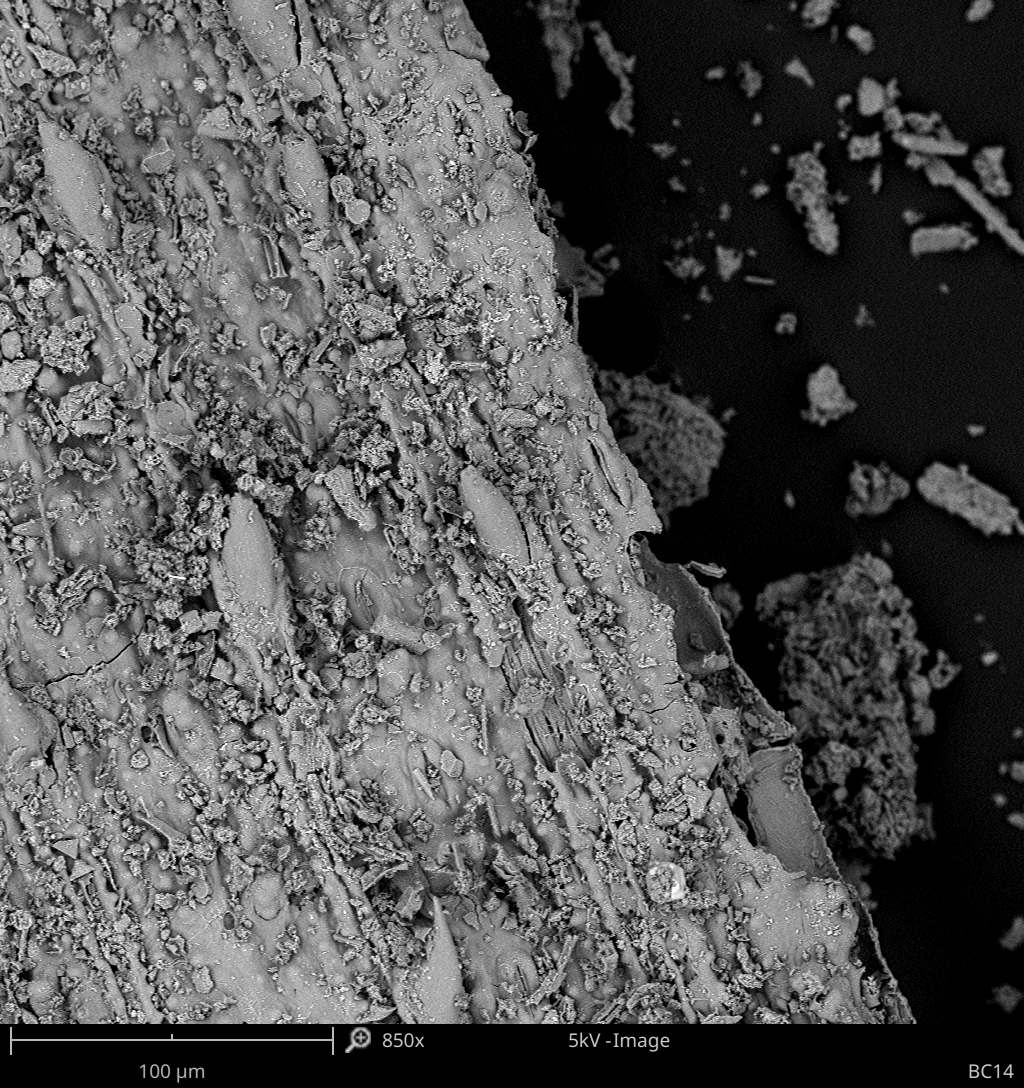 A microscopic image of a 200,000-year-old grass fragment showing prickles and stomata