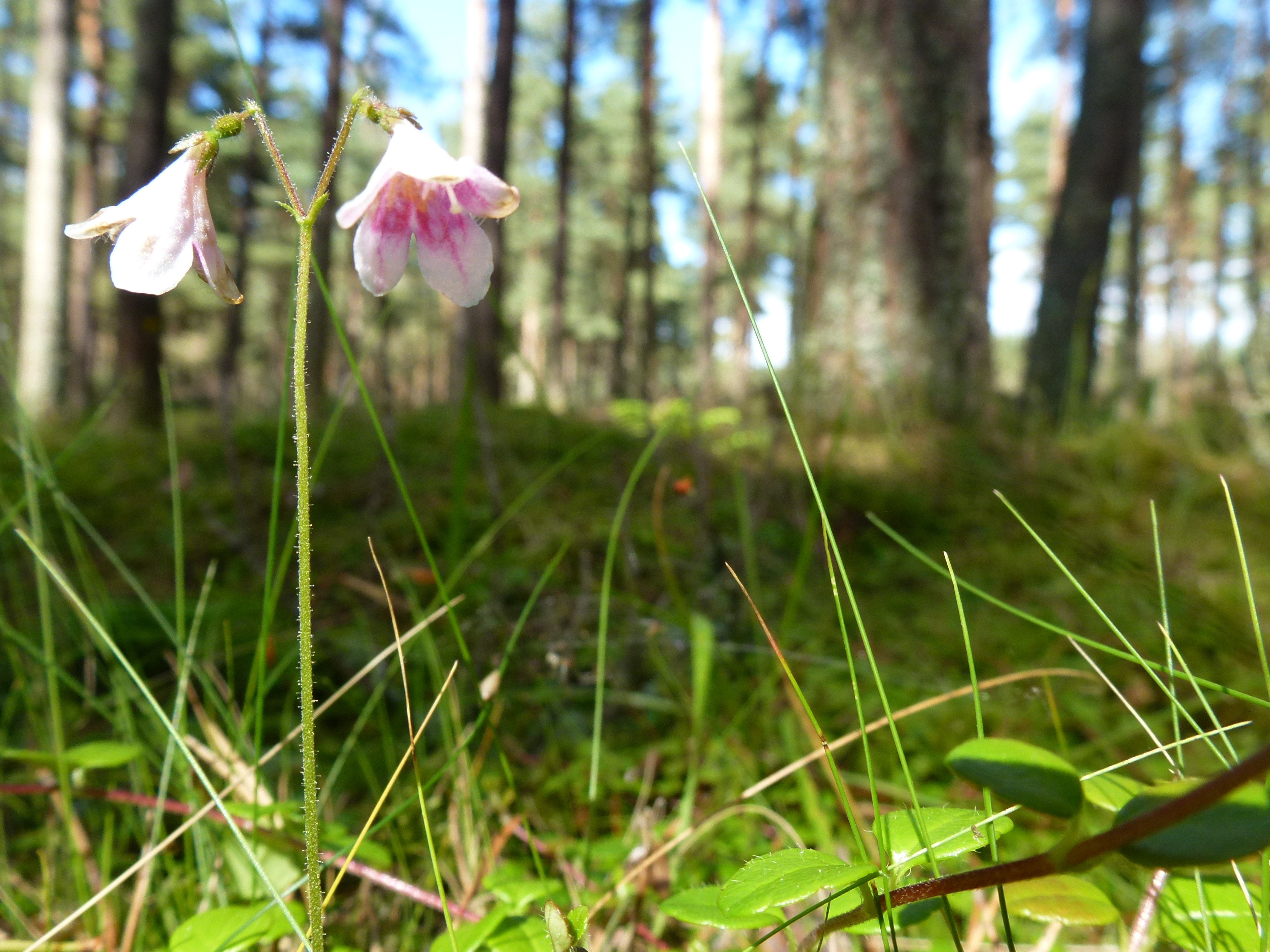 Twinflowers are among the threatened plants the project hopes to help