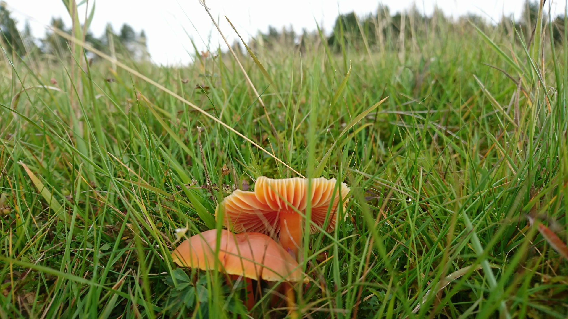 Conservationists will work with landowners to help grassland that supports waxcap fungi