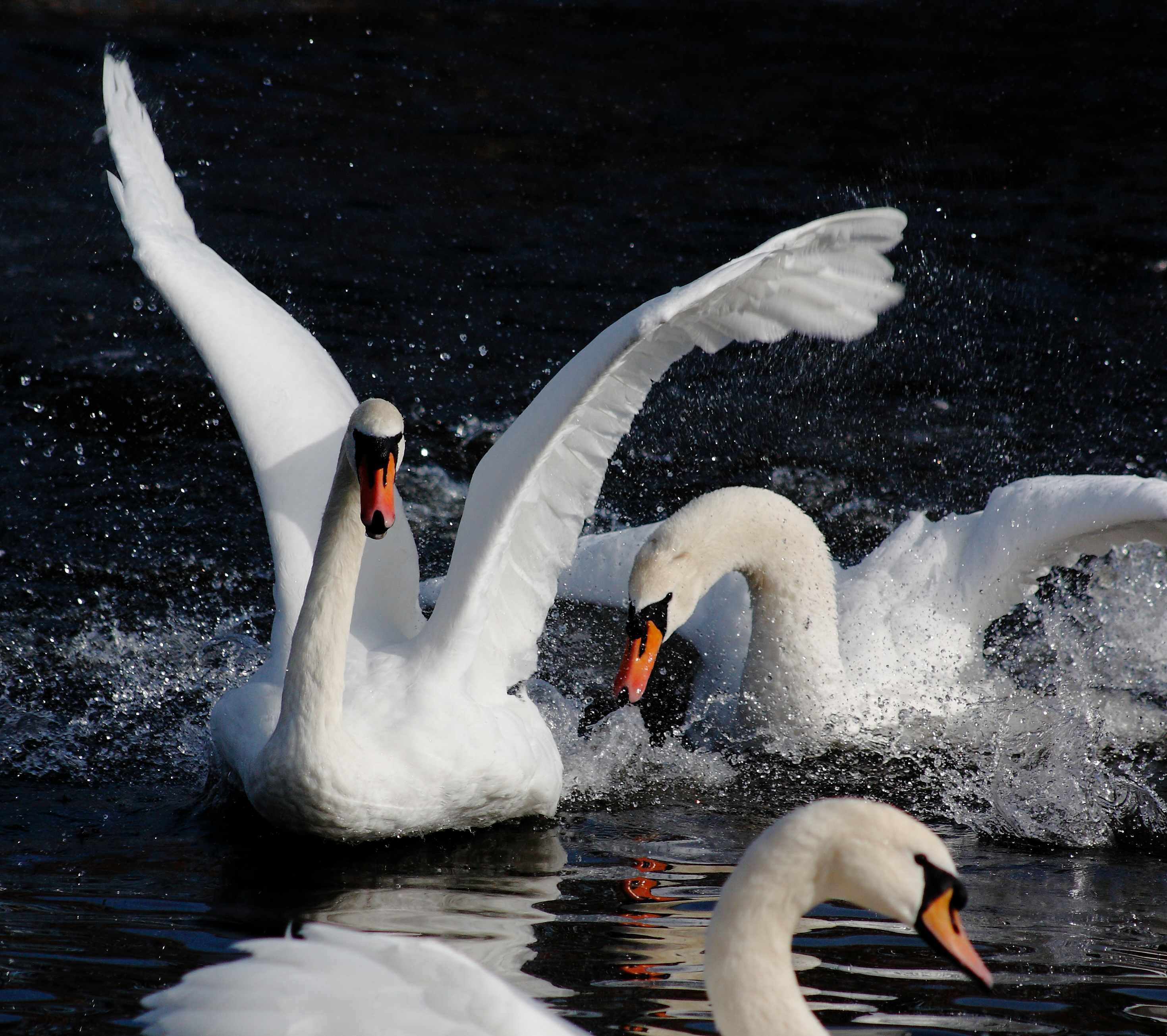 Mute Swans fighting at Slimbridge (Wildfowl and Wetlands Trust/PA)