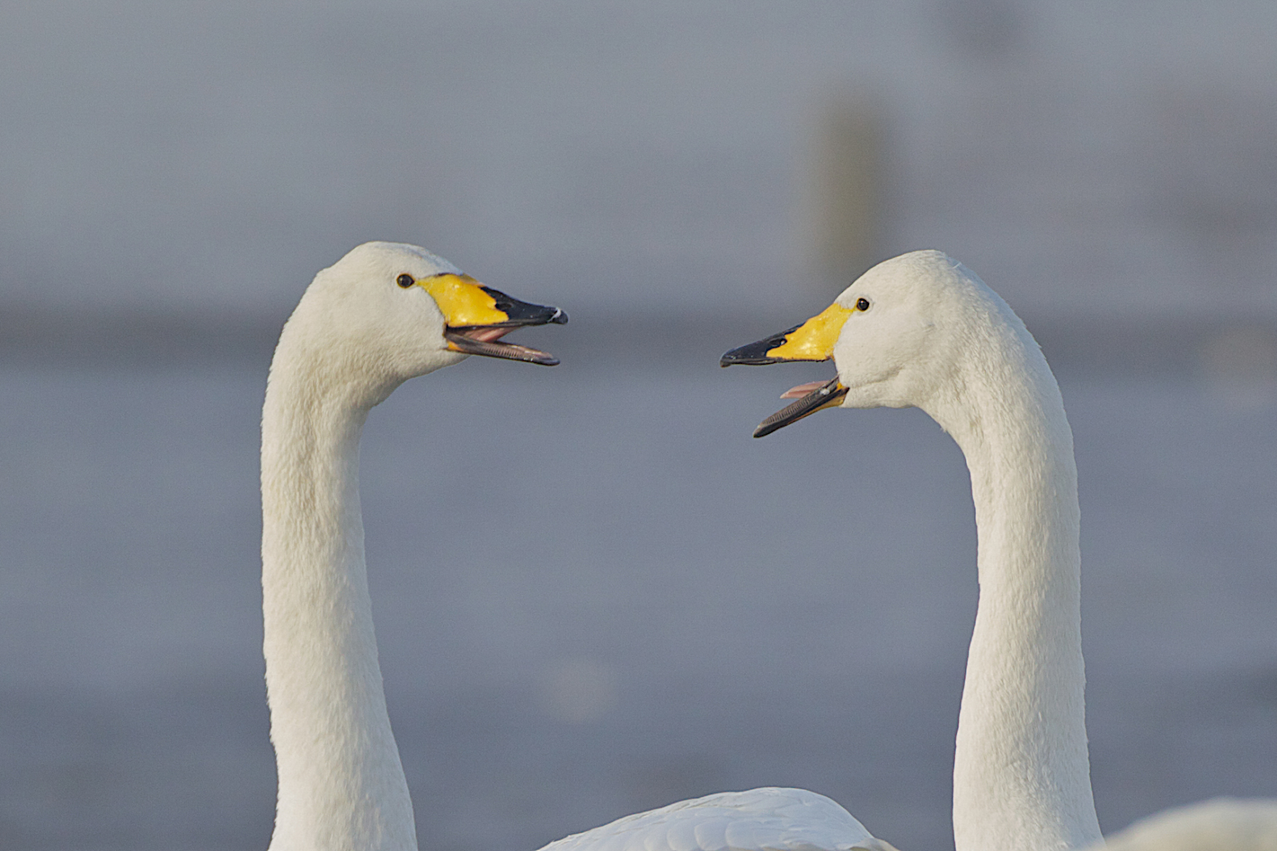 Whooper swans calling at the Welney Wetlands Centre (Wildfowl and Wetlands Trust/PA)