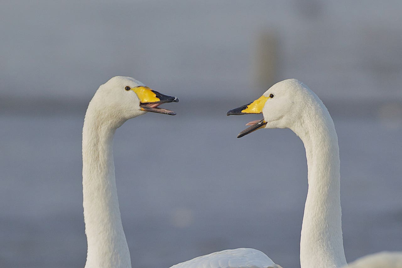 Swans more aggressive to own kind than to other birds, study suggests