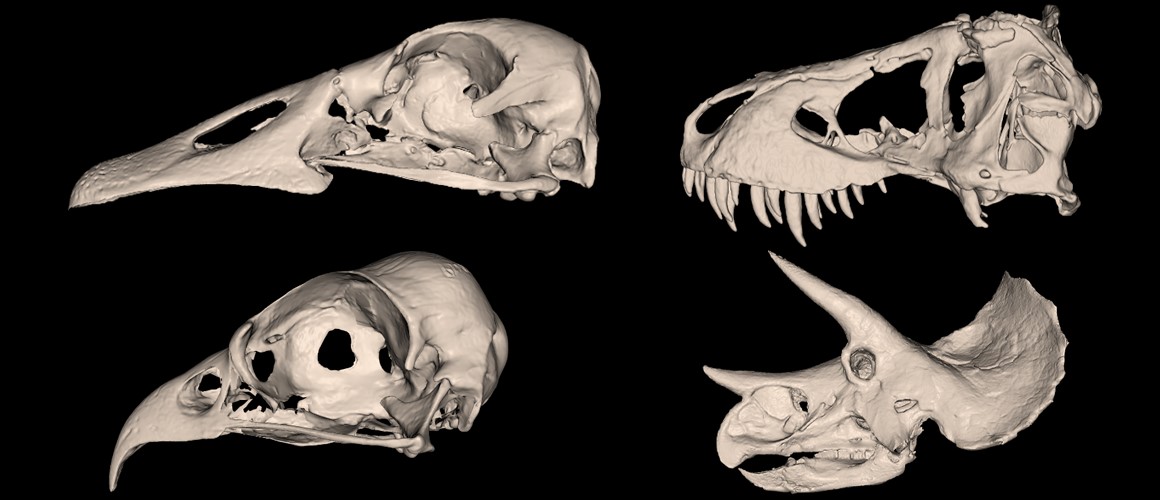 Dinosaur and bird skull scans
