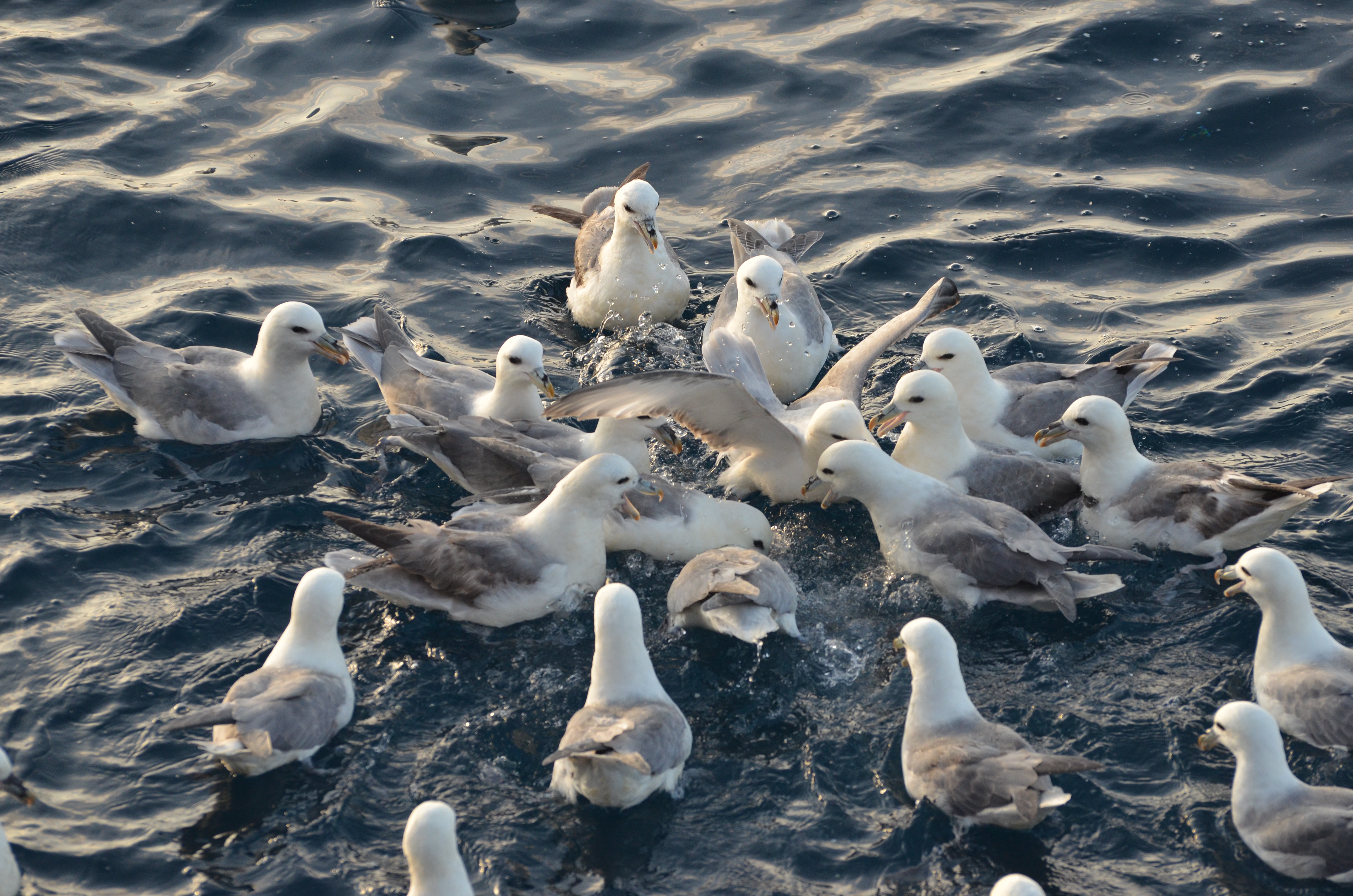A group of fulmars foraging in North Sea