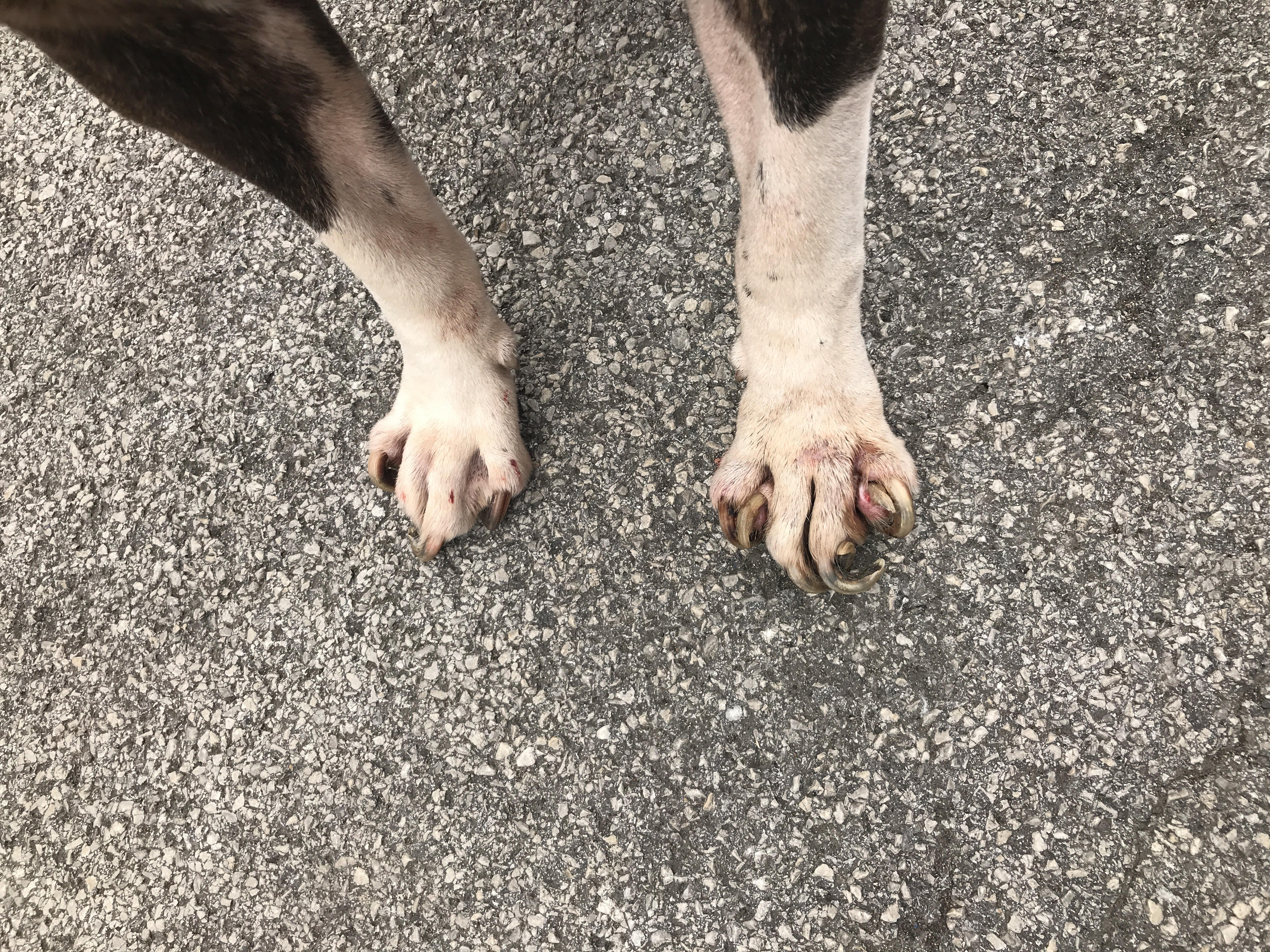 Dog nails