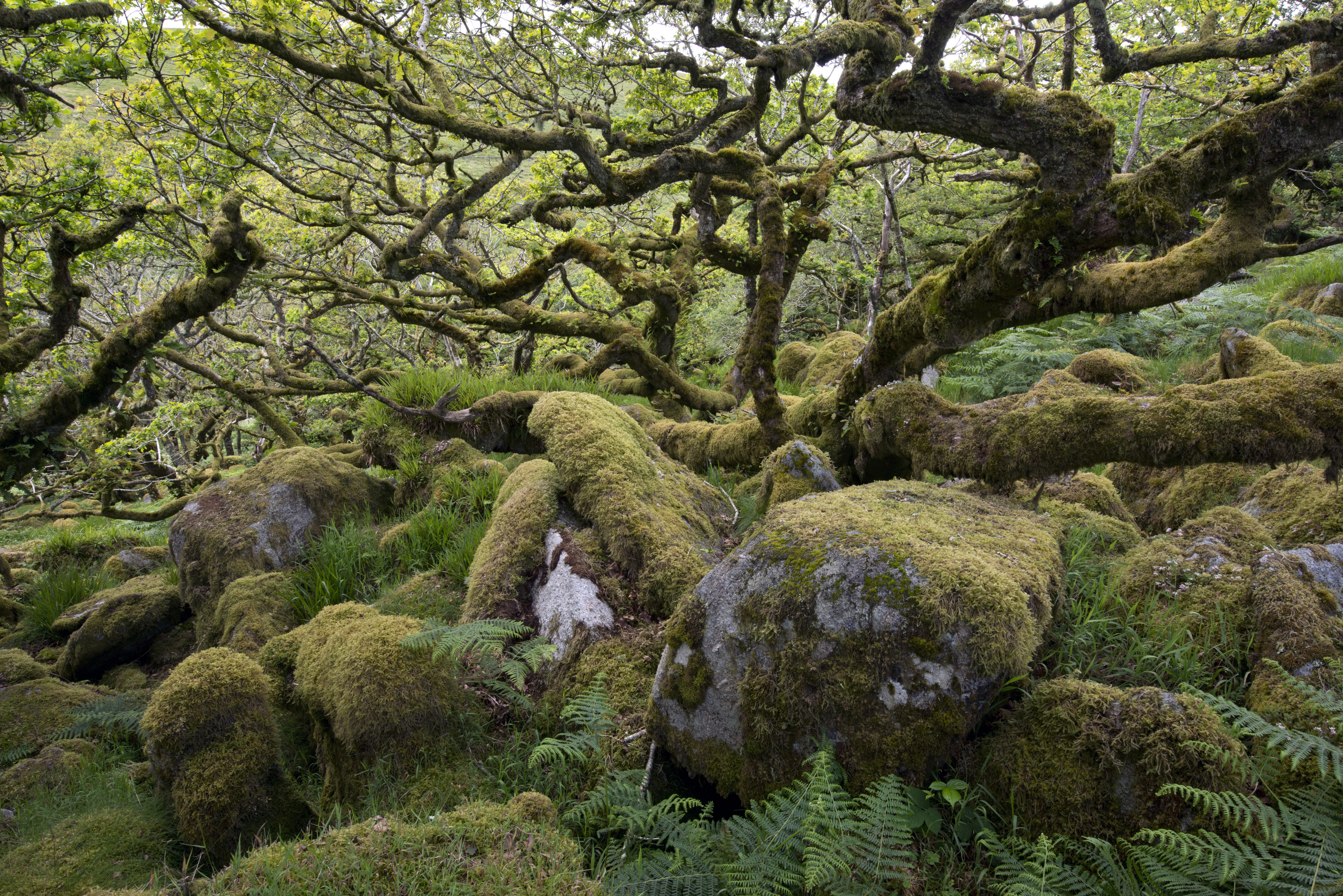 Wistman's Wood - Hampshire, England