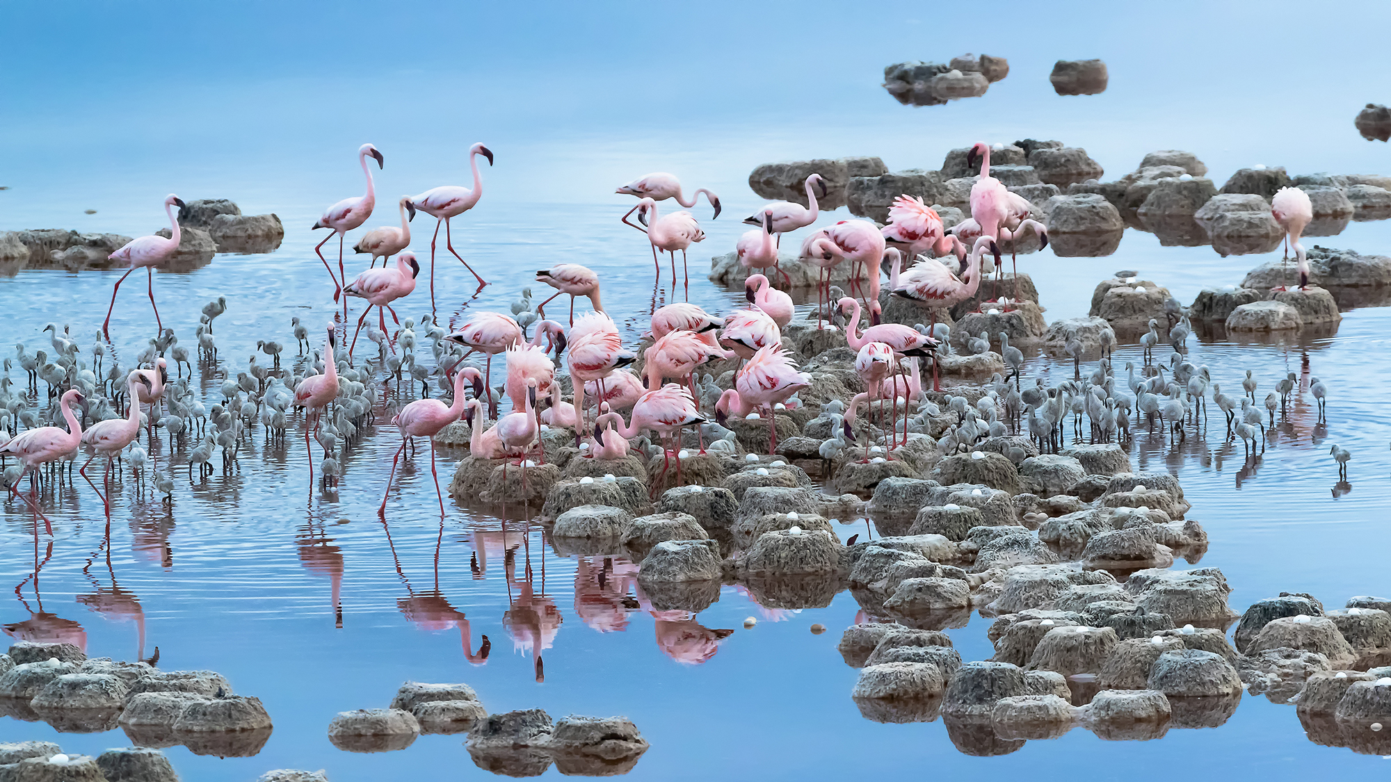 Flamingos in Tanzania's Lake Natron