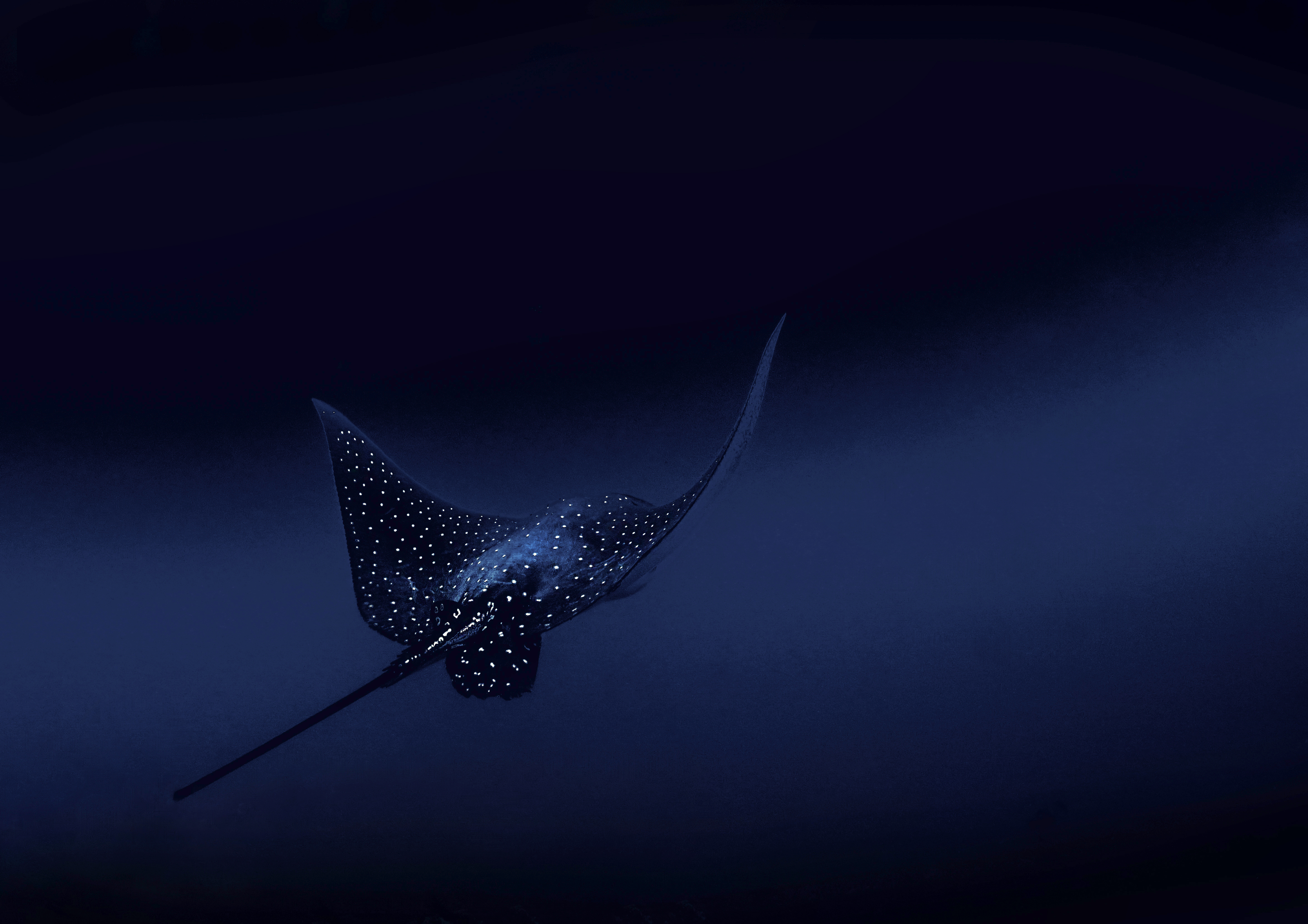 A spotted eagle ray off a Costa Rican island