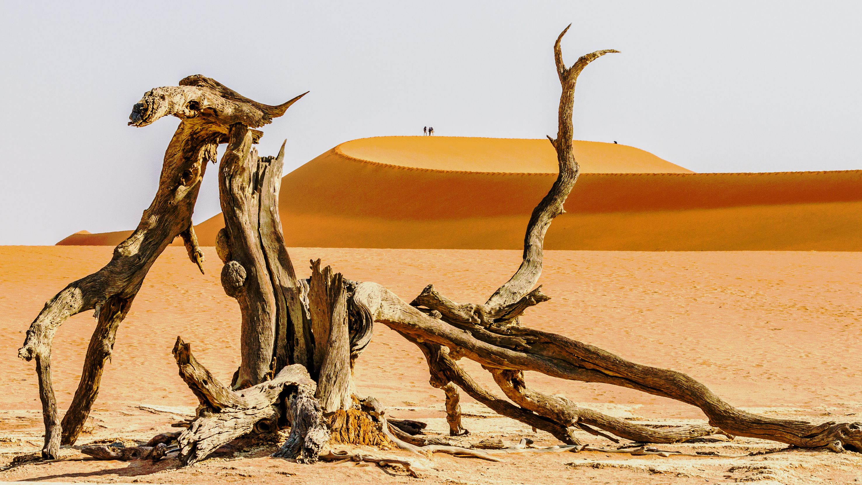 Sand dunes in Namibia’s Namib Naukluft Park