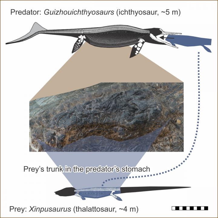 The stomach of the ichthyosaur contains the mid-section of another marine reptile that in life would have been only slight smaller