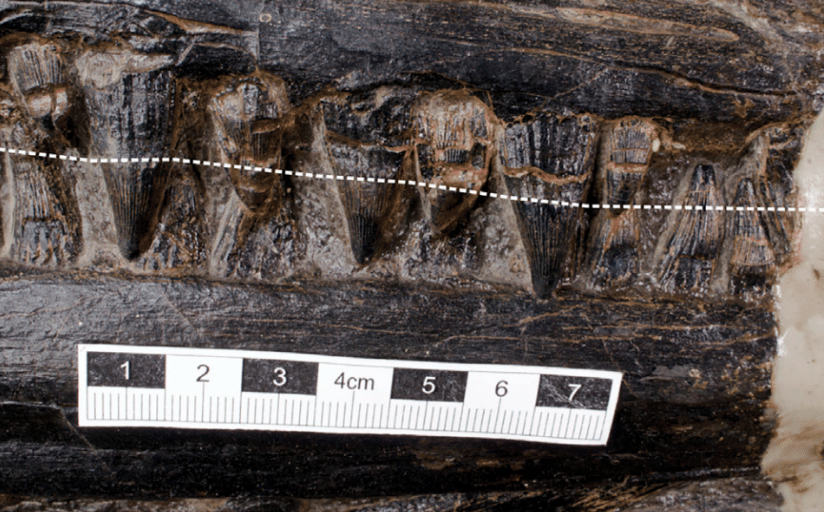 The ichthyosaur's teeth, with the broken white line indicating the approximate gum line of the upper jaw