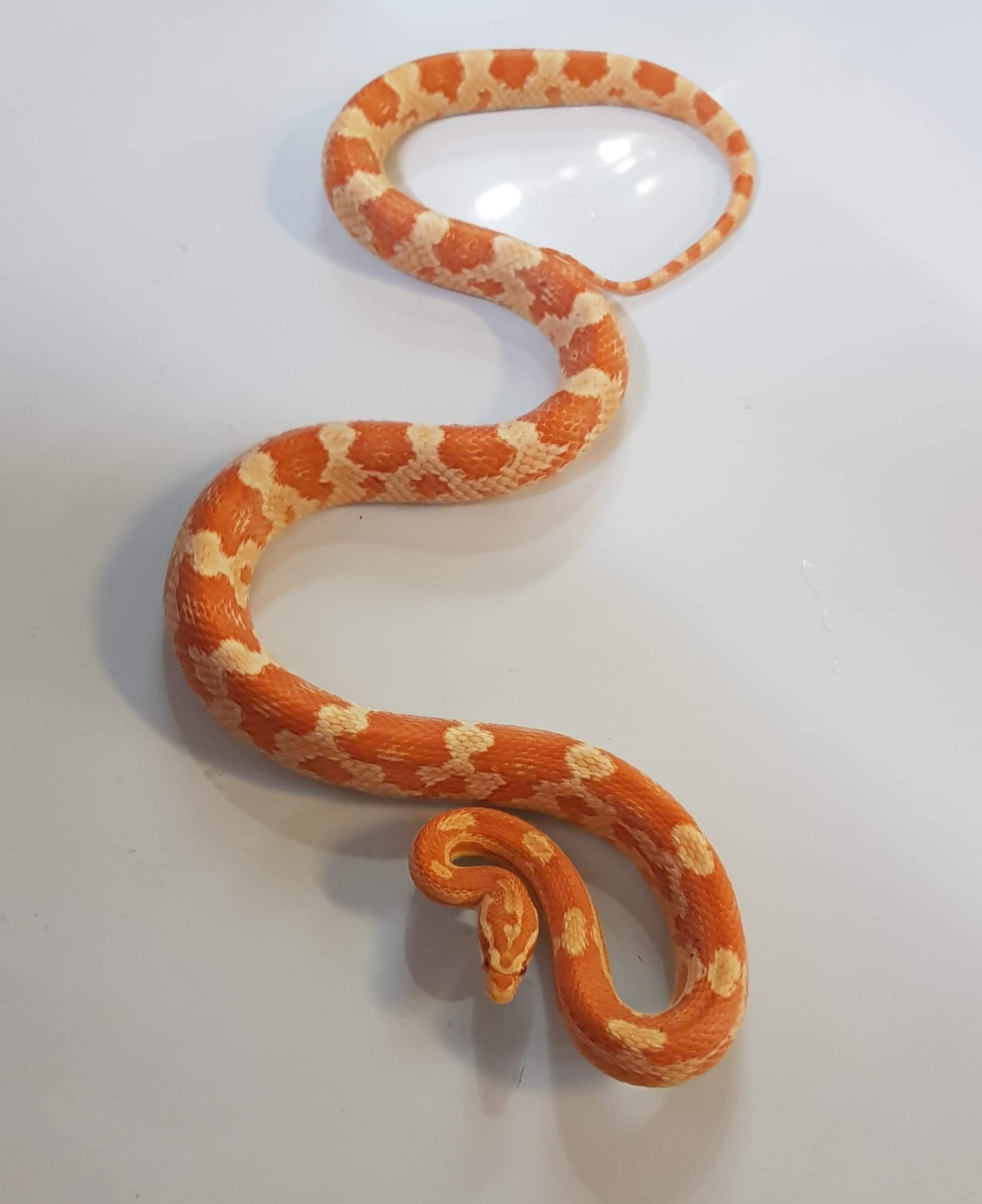 The RSPCA were called out to a home in Leeds after a corn snake was discovered