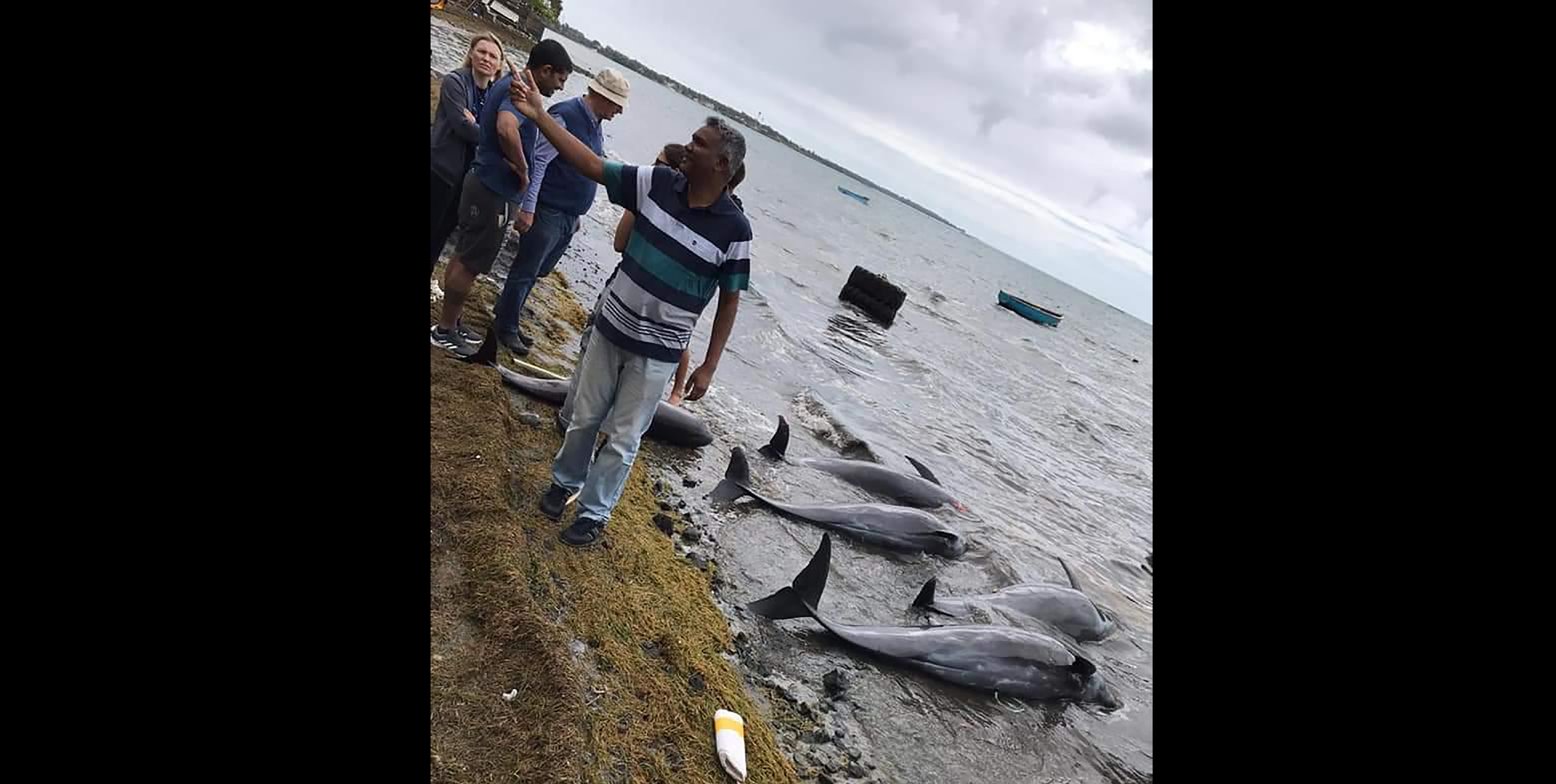 Dolphins lay dead on the shore on the Indian Ocean island of Mauritius