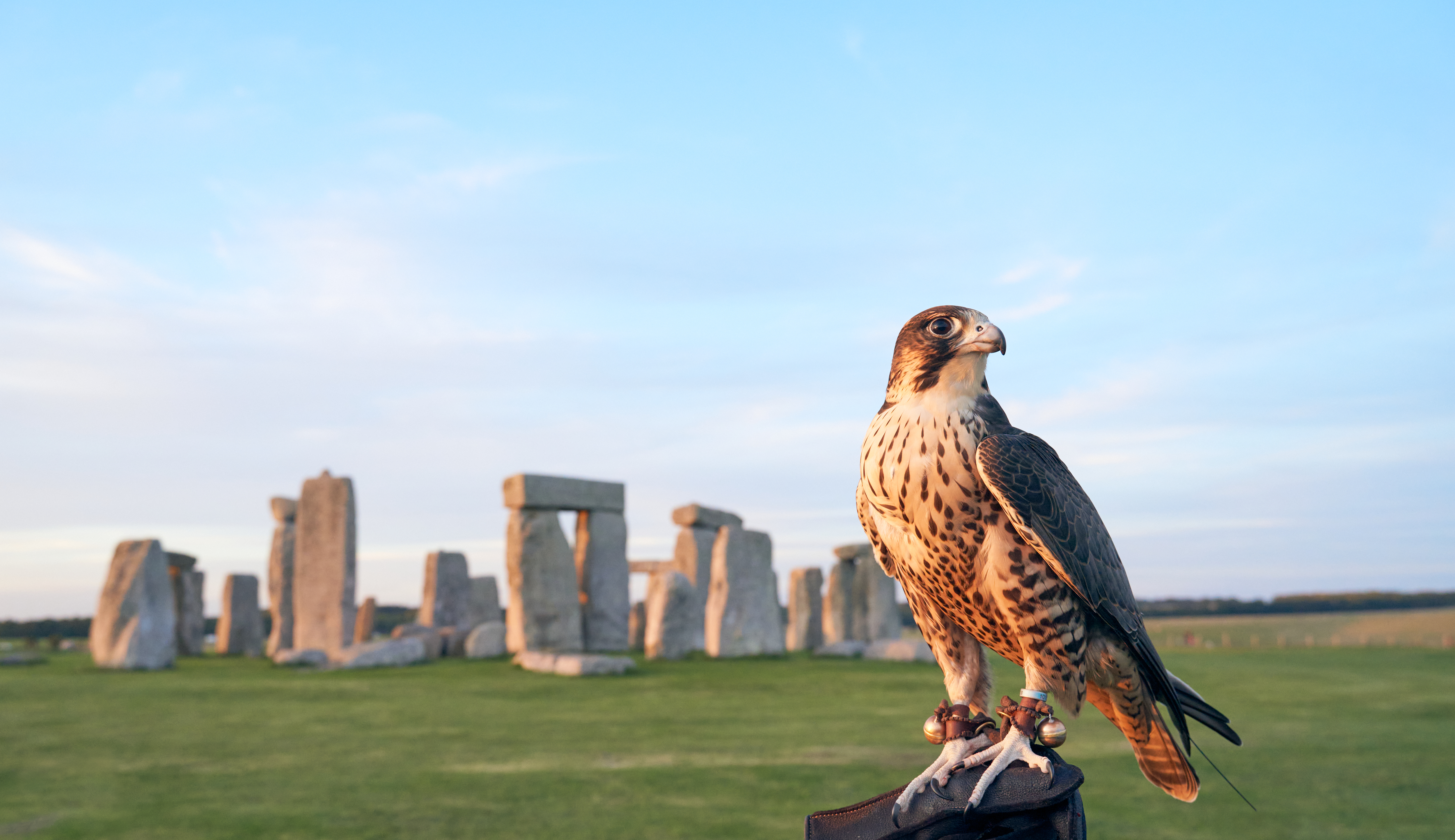 A peregrine falcon will be one of the birds on display at Stonehenge this bank holiday weekend (English Heritage/PA).