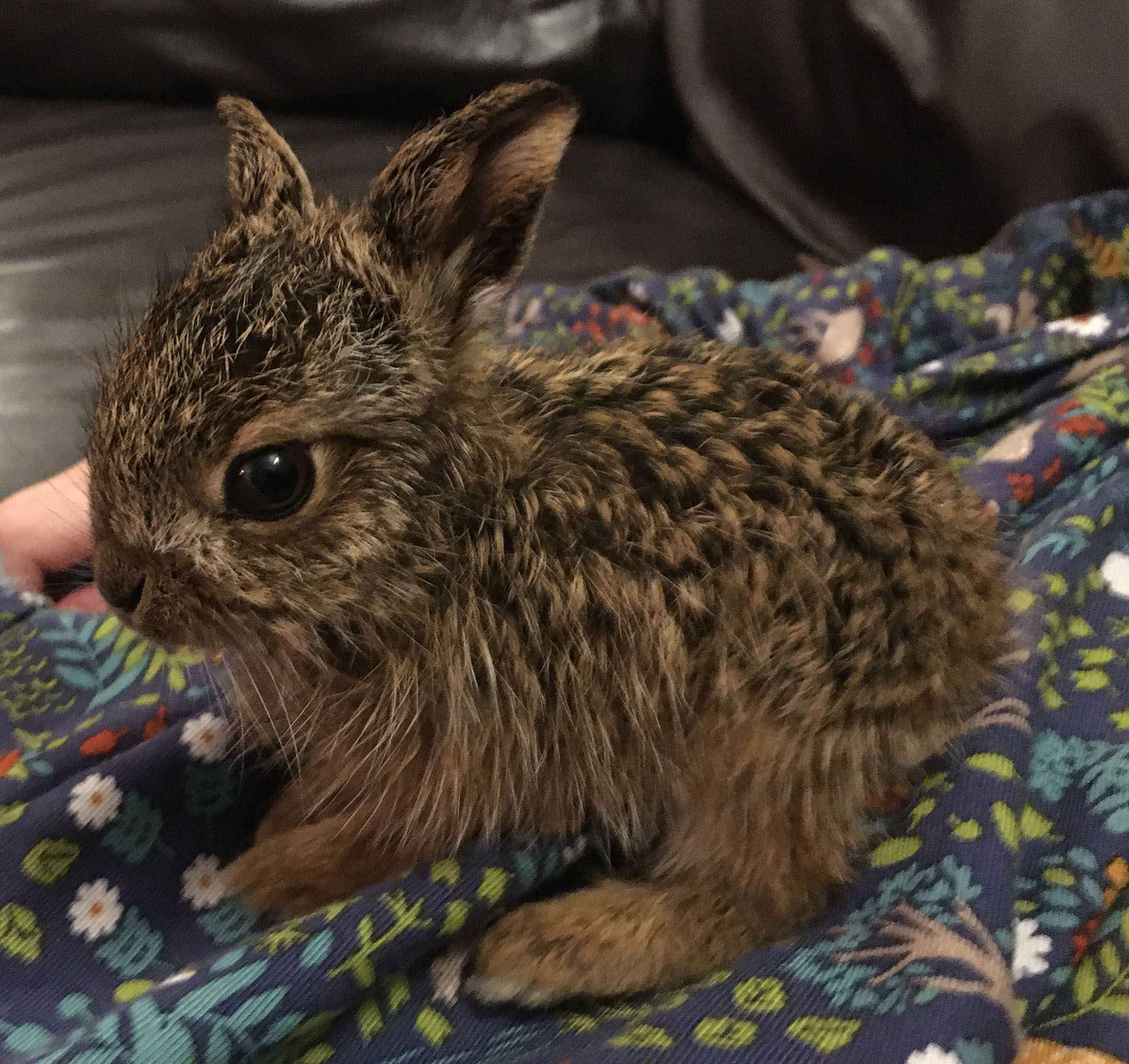 Clover the hare as a baby