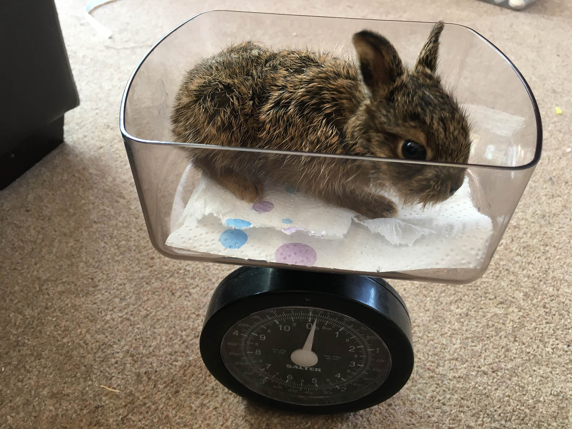 Clover the hare being weighed