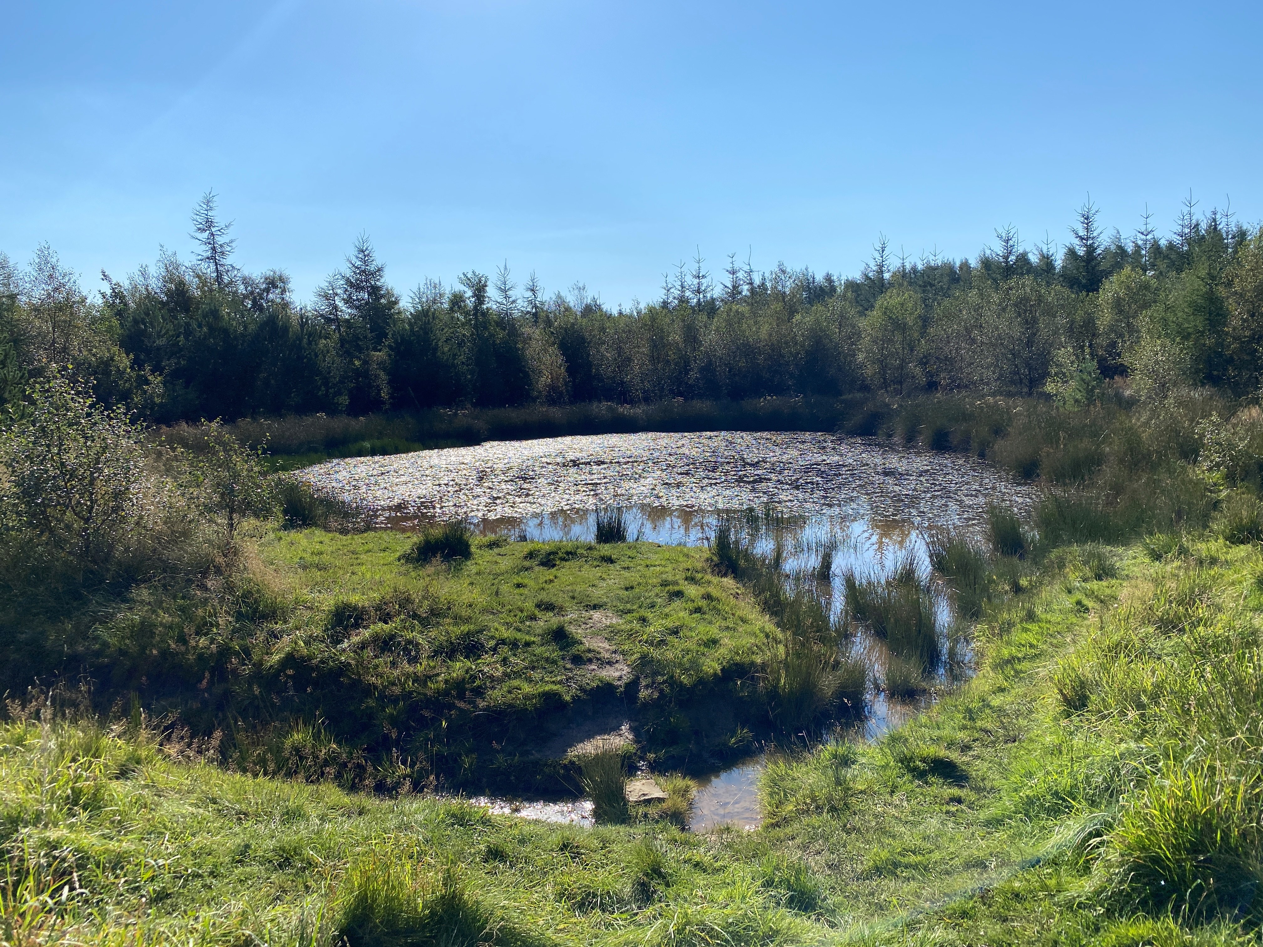 Timble Ings Woods