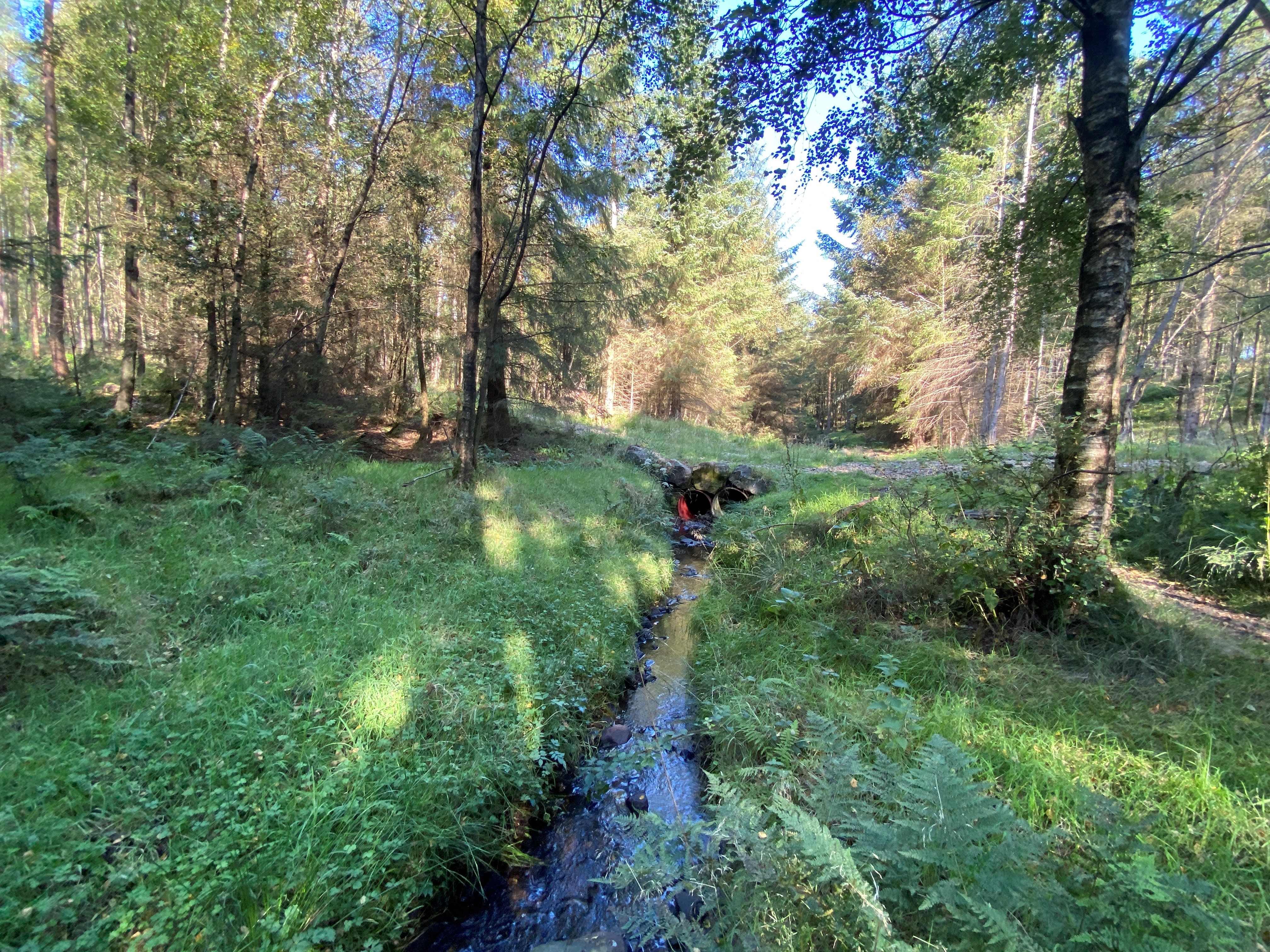 Timble Ings Woods