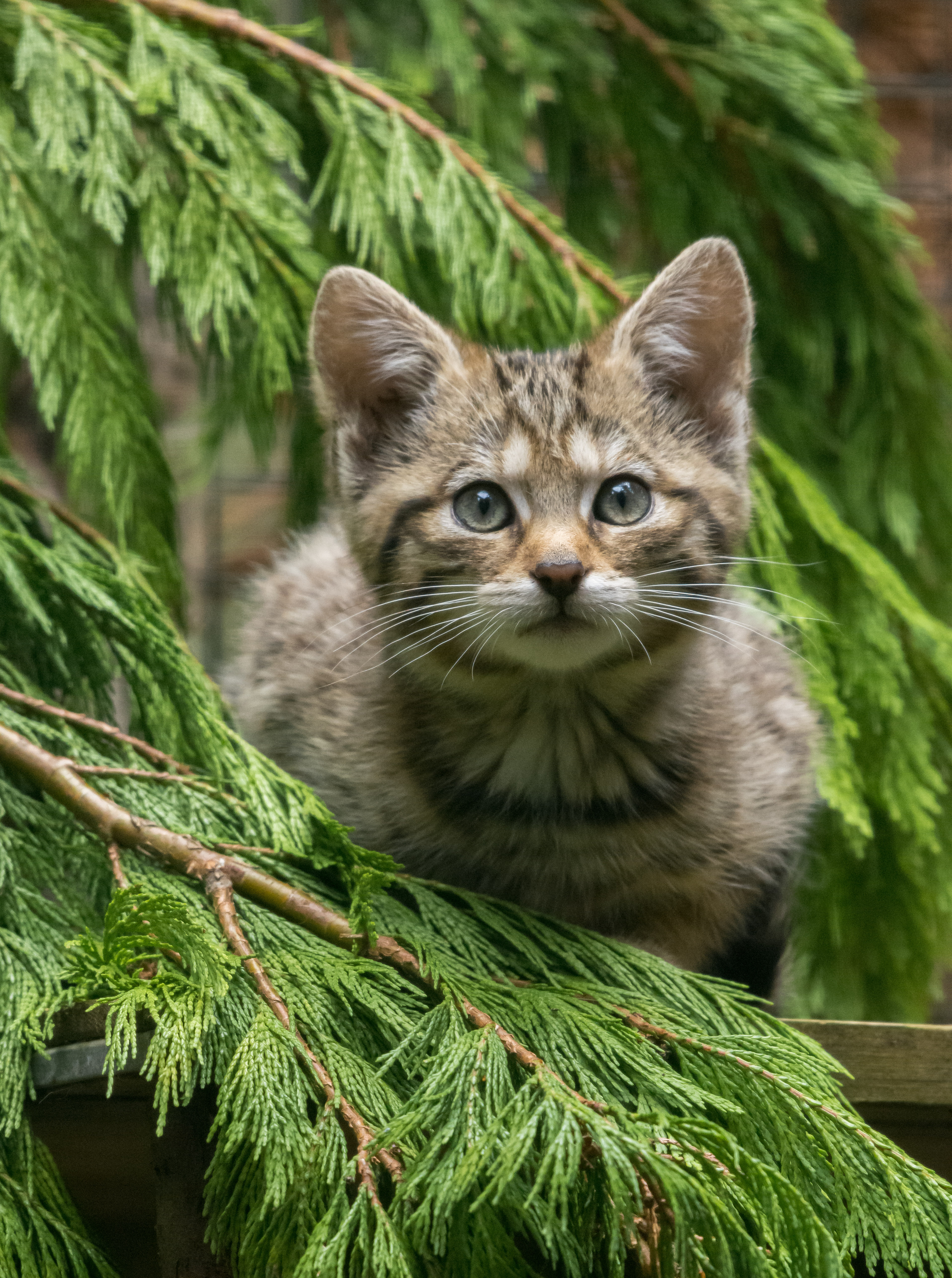 Four rare Scottish wildcat kittens born in Highland park | Express & Star