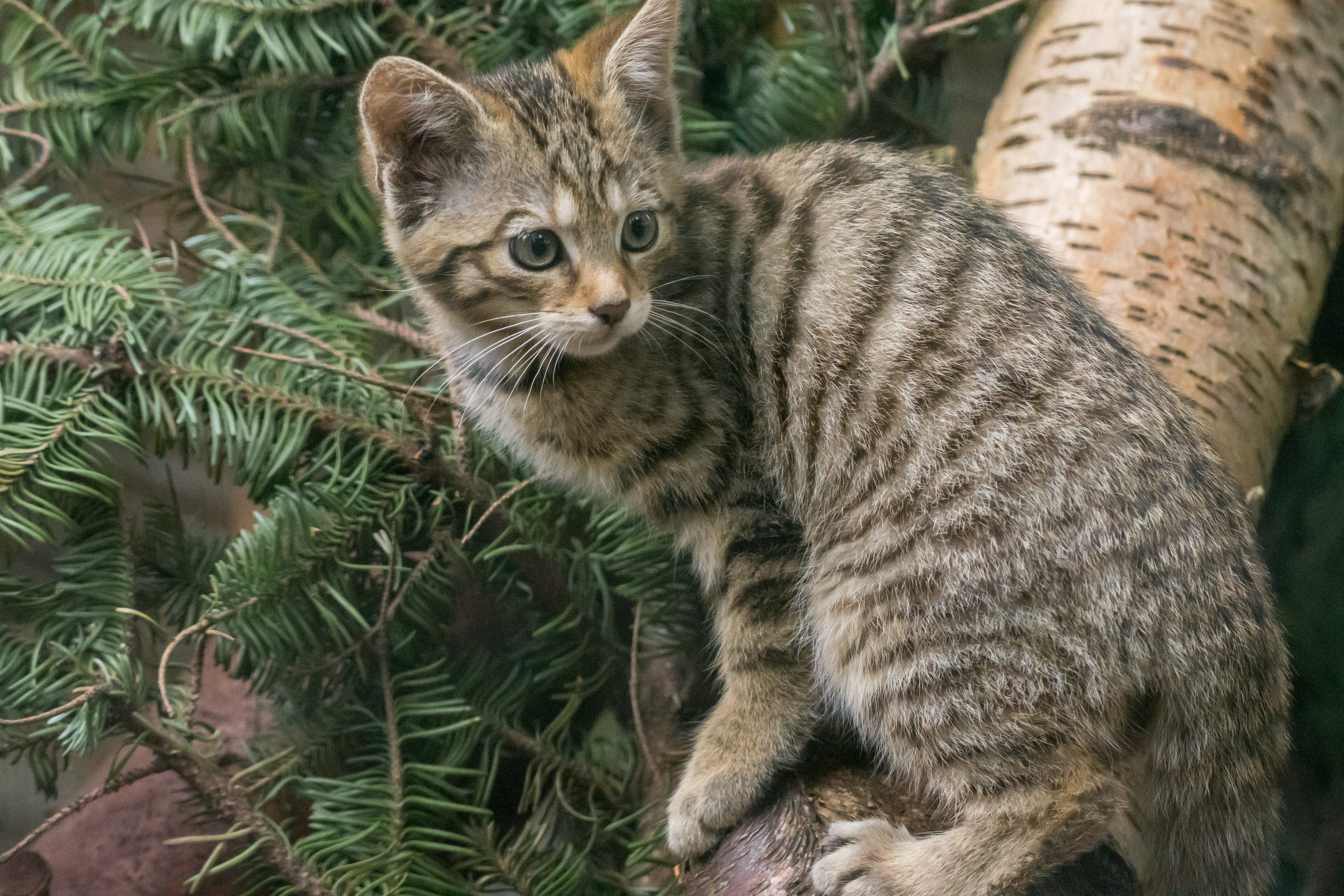 Wildcat kitten