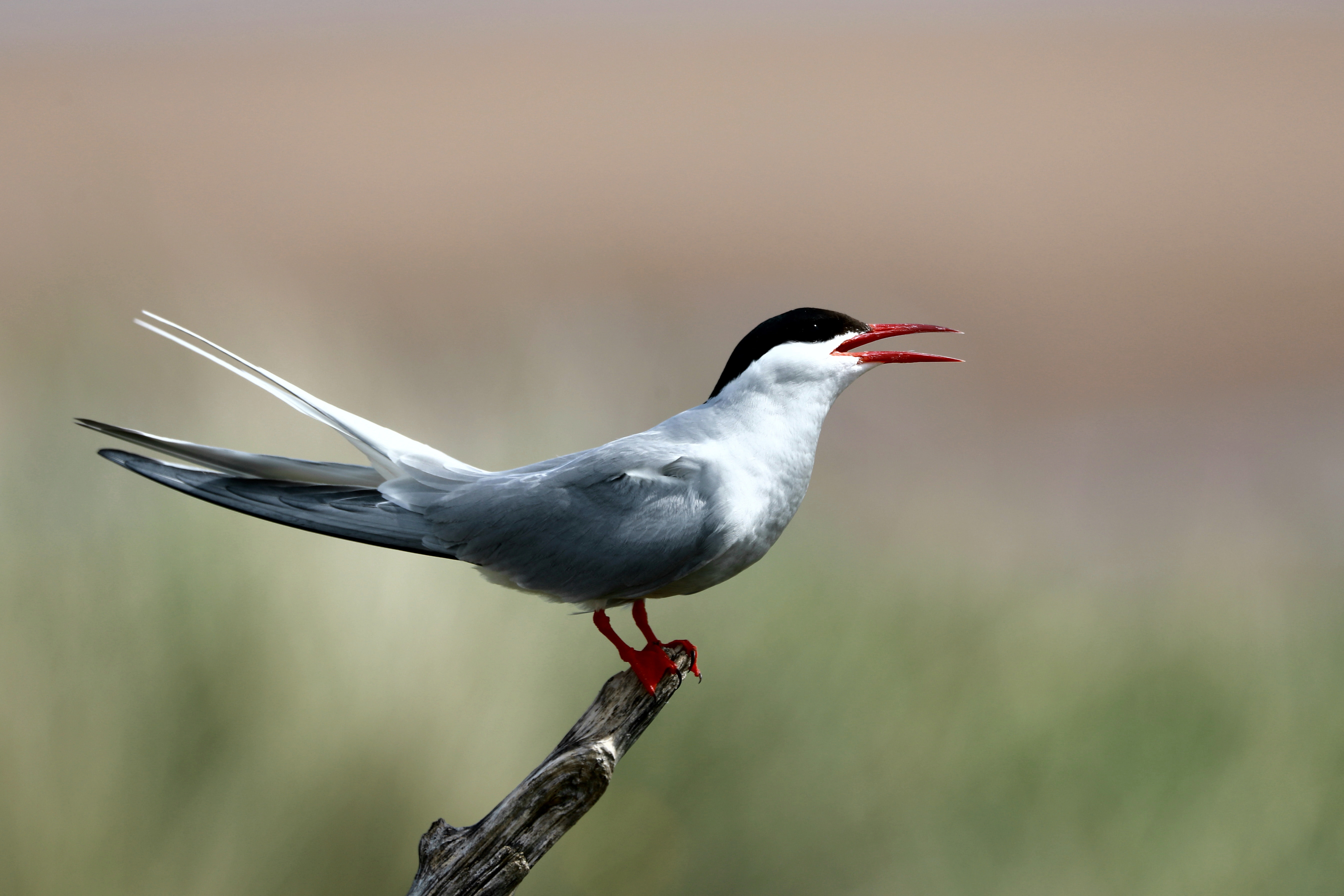 Arctic Tern at Long Nanny, Northumberland