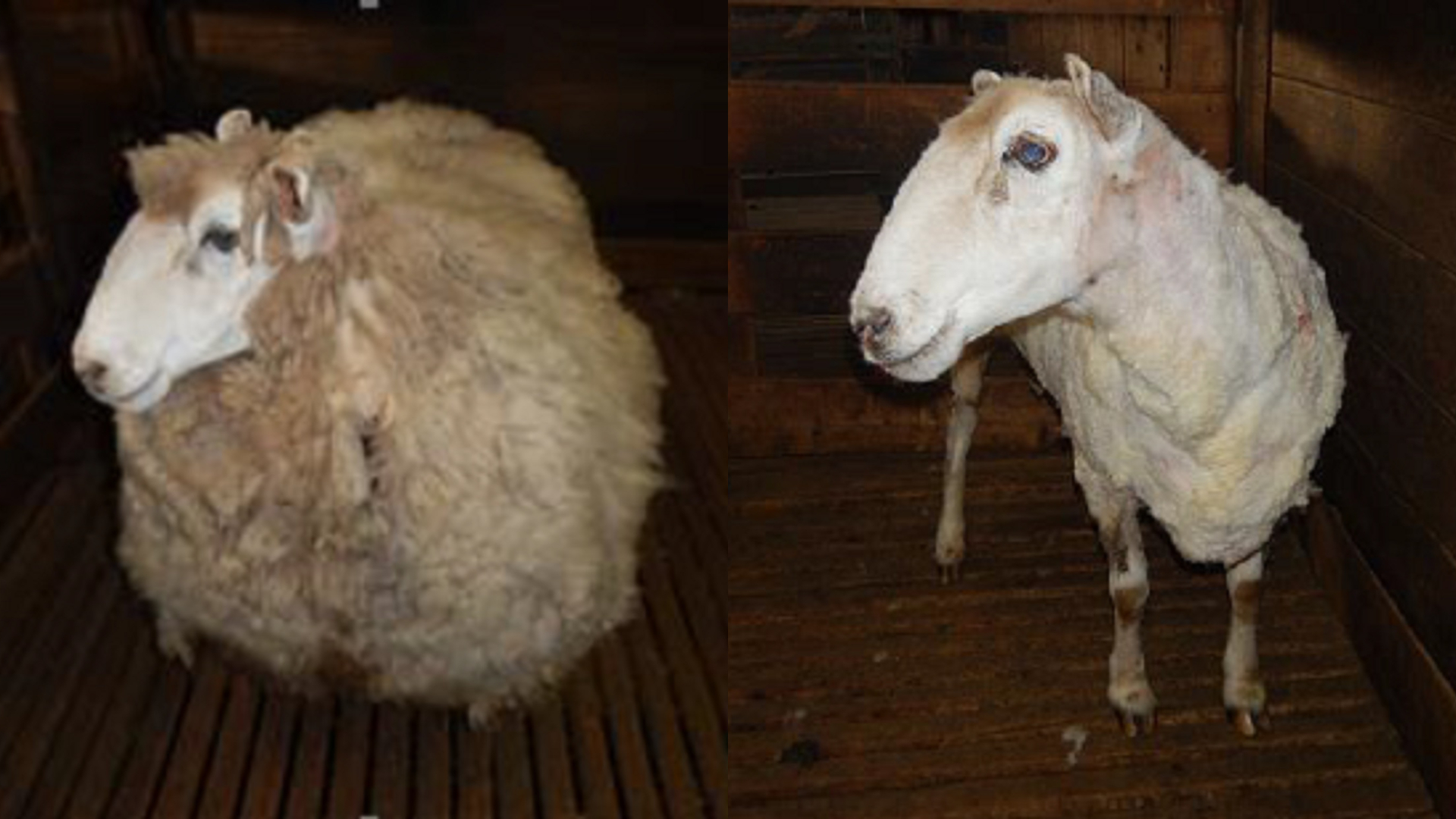 A sheep that was abandoned in Australia, before being shorn