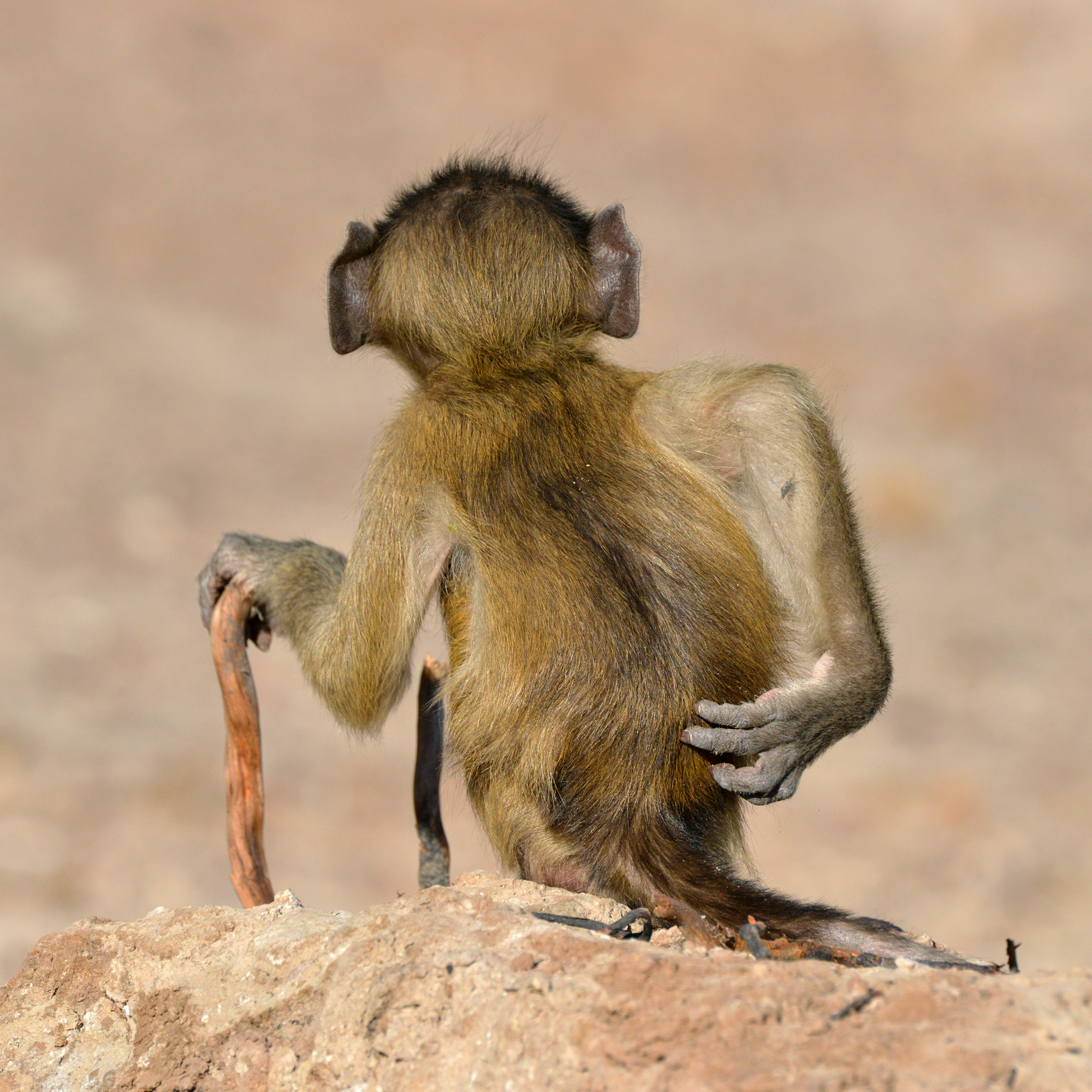 Martin Grace's Socially Uninhibited shows a baboon having a good old scratch (Martin Grace/The Comedy Wildlife Photography Awards 2020)