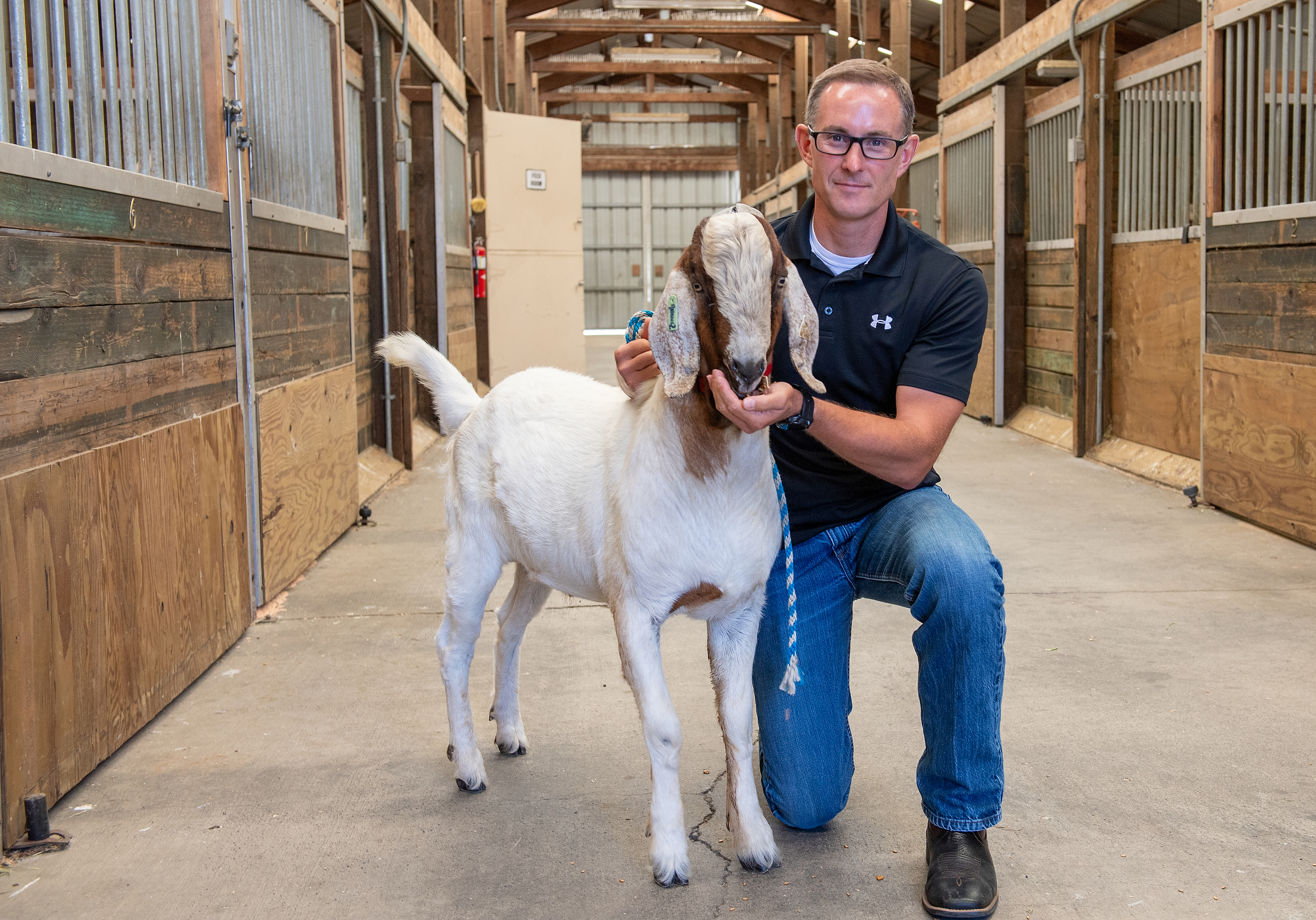 Prof Jon Oatley feeds a goat surrogate sire 